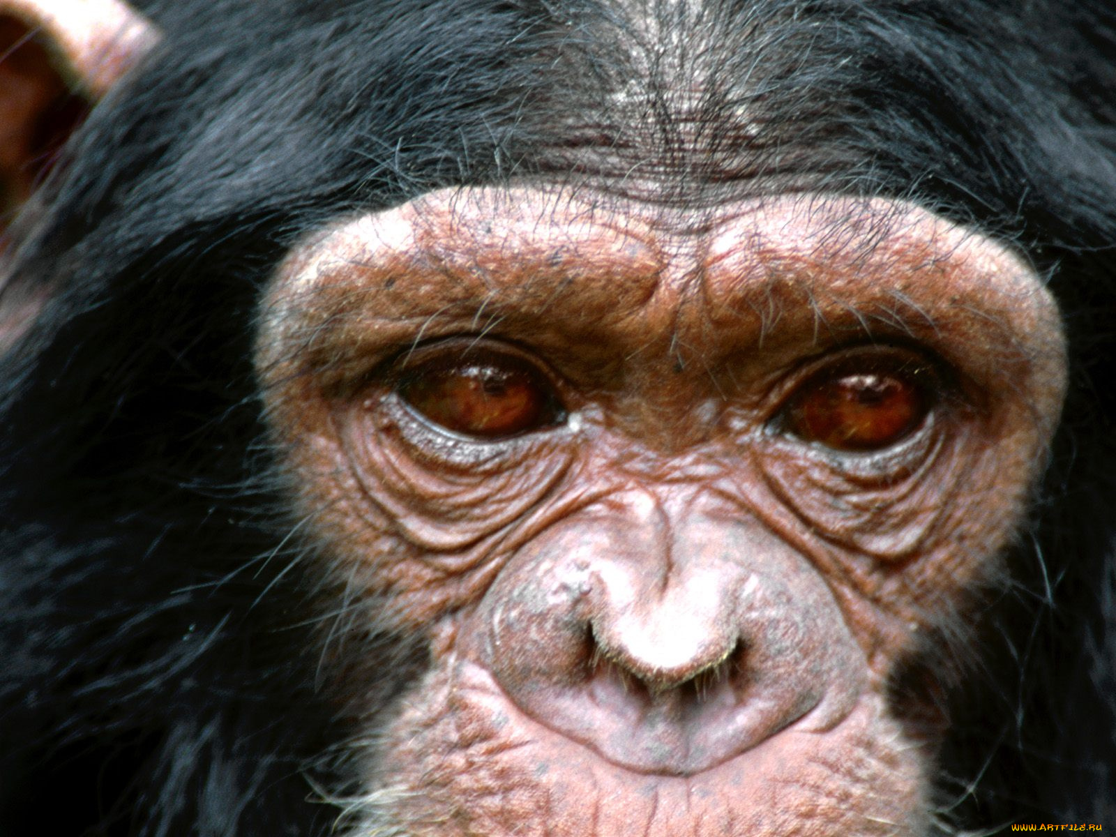 visionary, chimpanzee, животные, обезьяны