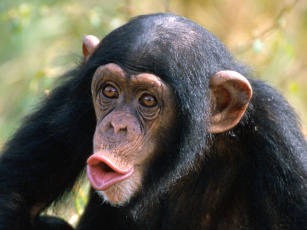 Картинка pucker up животные обезьяны
