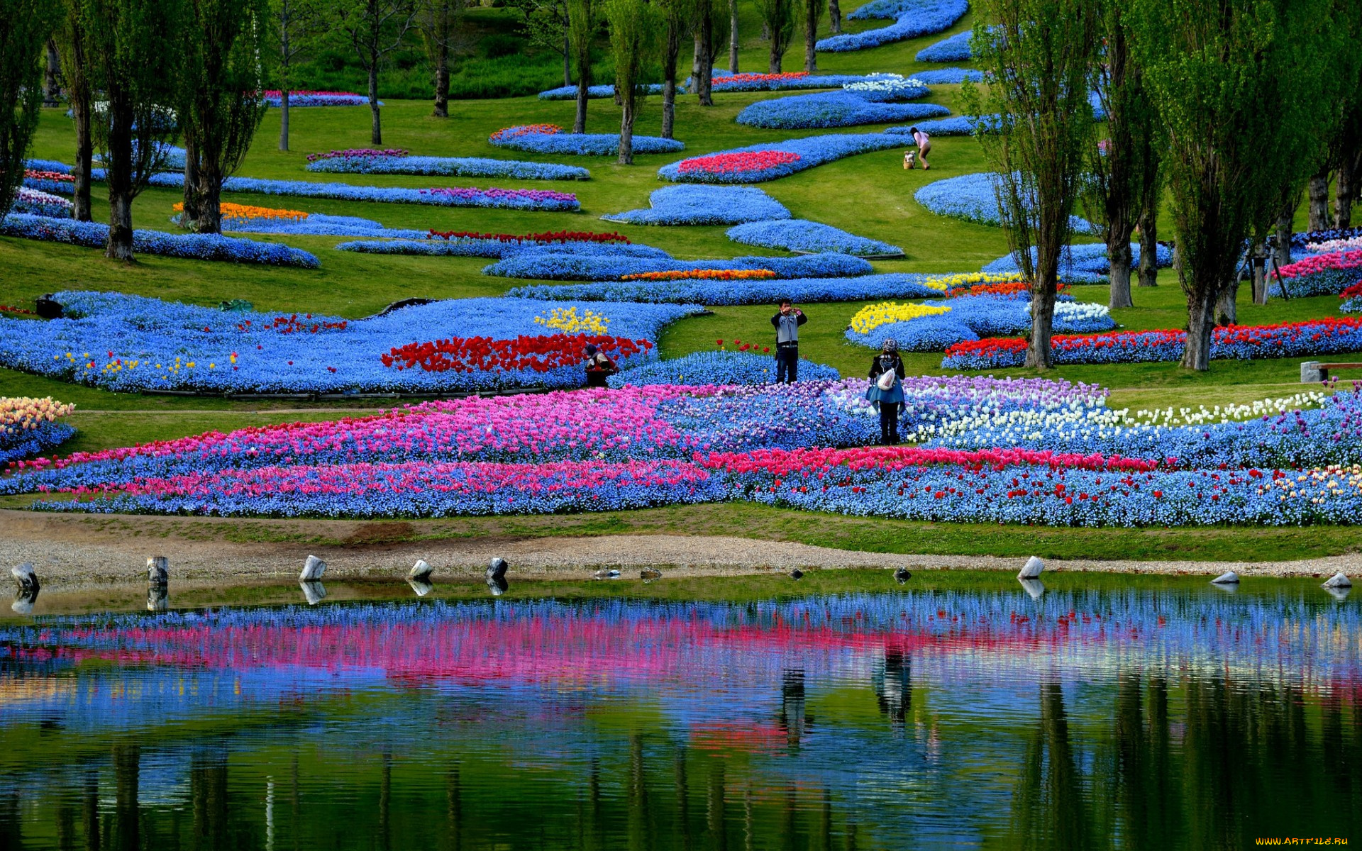 природа, парк, цветы, клумба, пруд, Япония