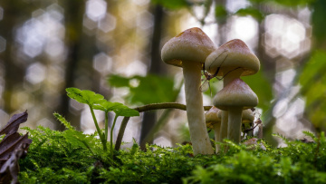 Картинка природа грибы насекомые трава