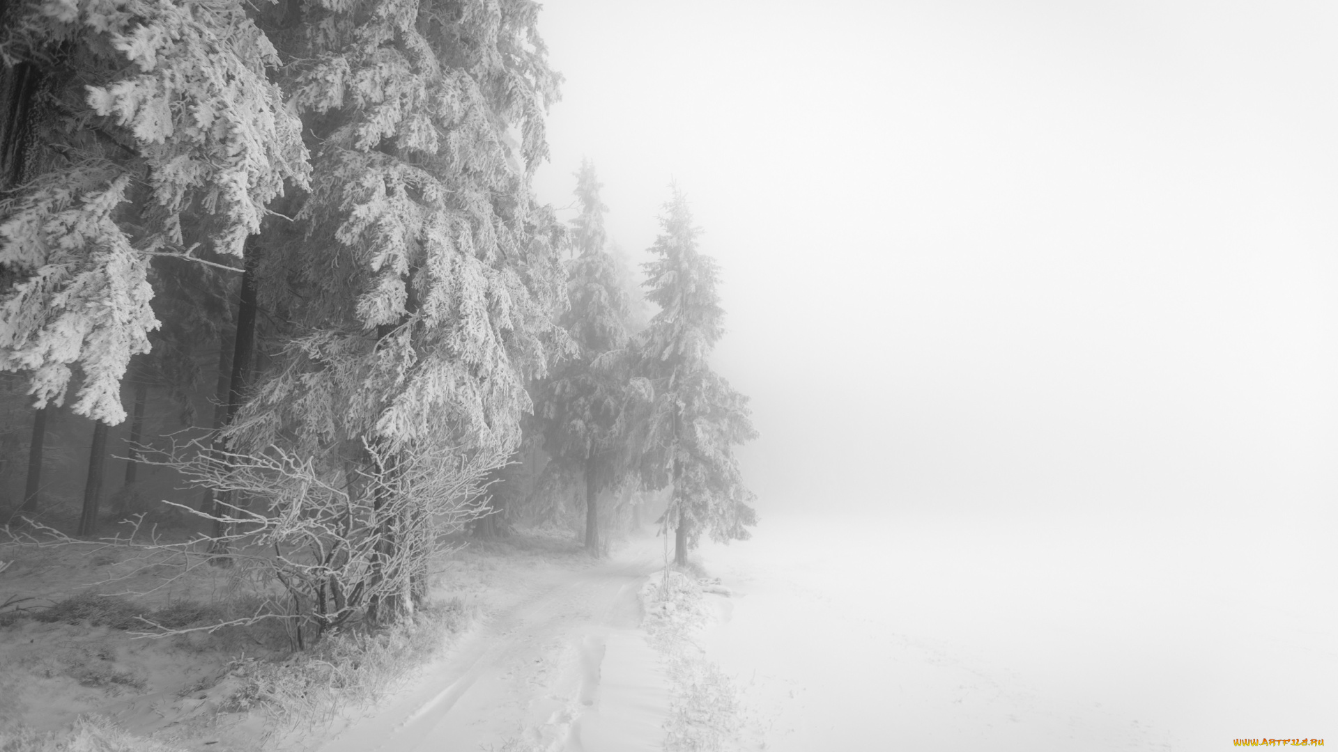 природа, зима, туман, лес