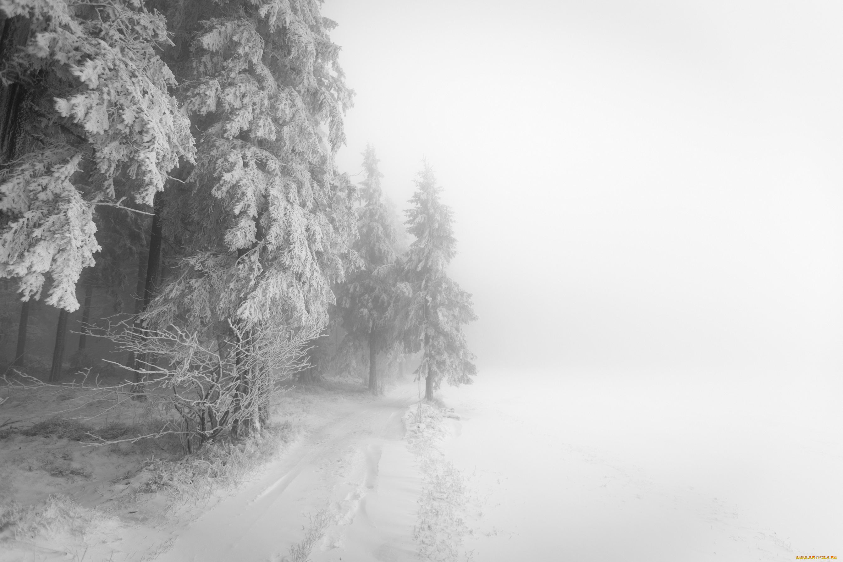 природа, зима, туман, лес