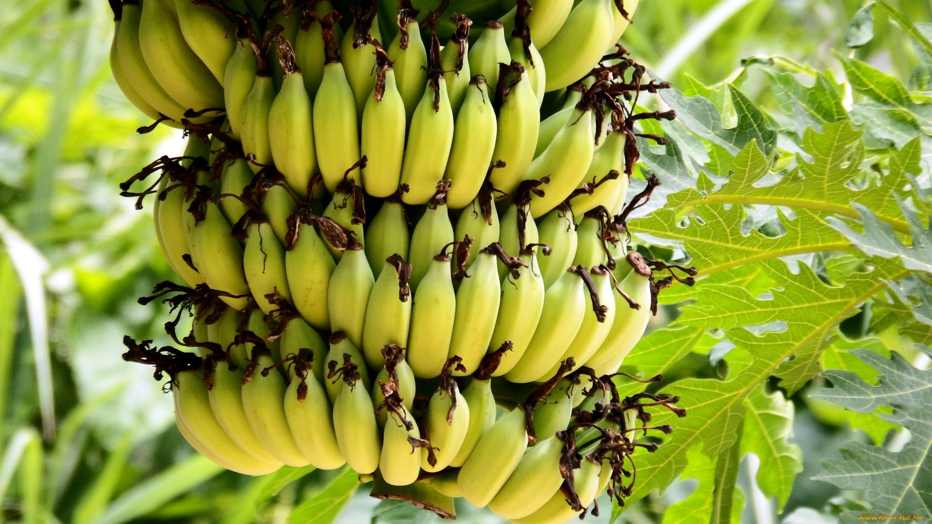 природа, плоды, бананы
