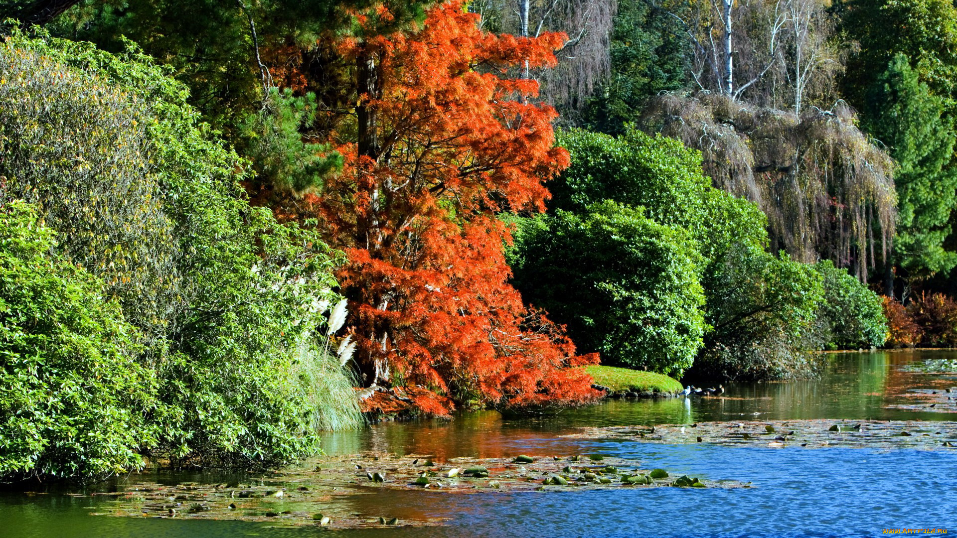 природа, реки, озера, пруд, водяные, лилии, осень