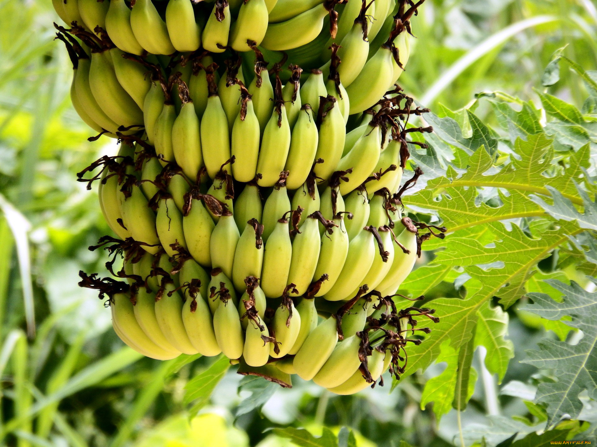 природа, плоды, бананы