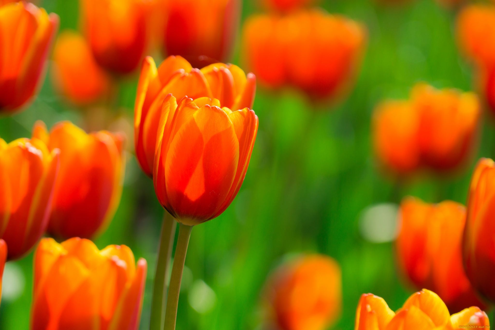 цветы, тюльпаны, поле, огненные, оранжевые