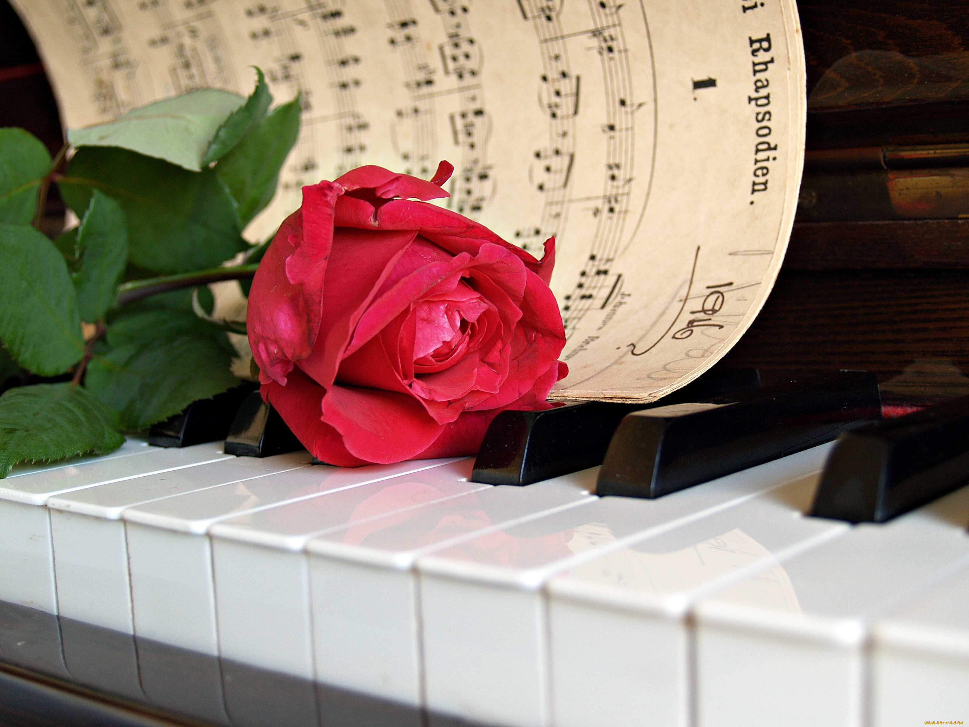 музыка, -музыкальные, инструменты, клавиши, пианино, роза, цветок, ноты