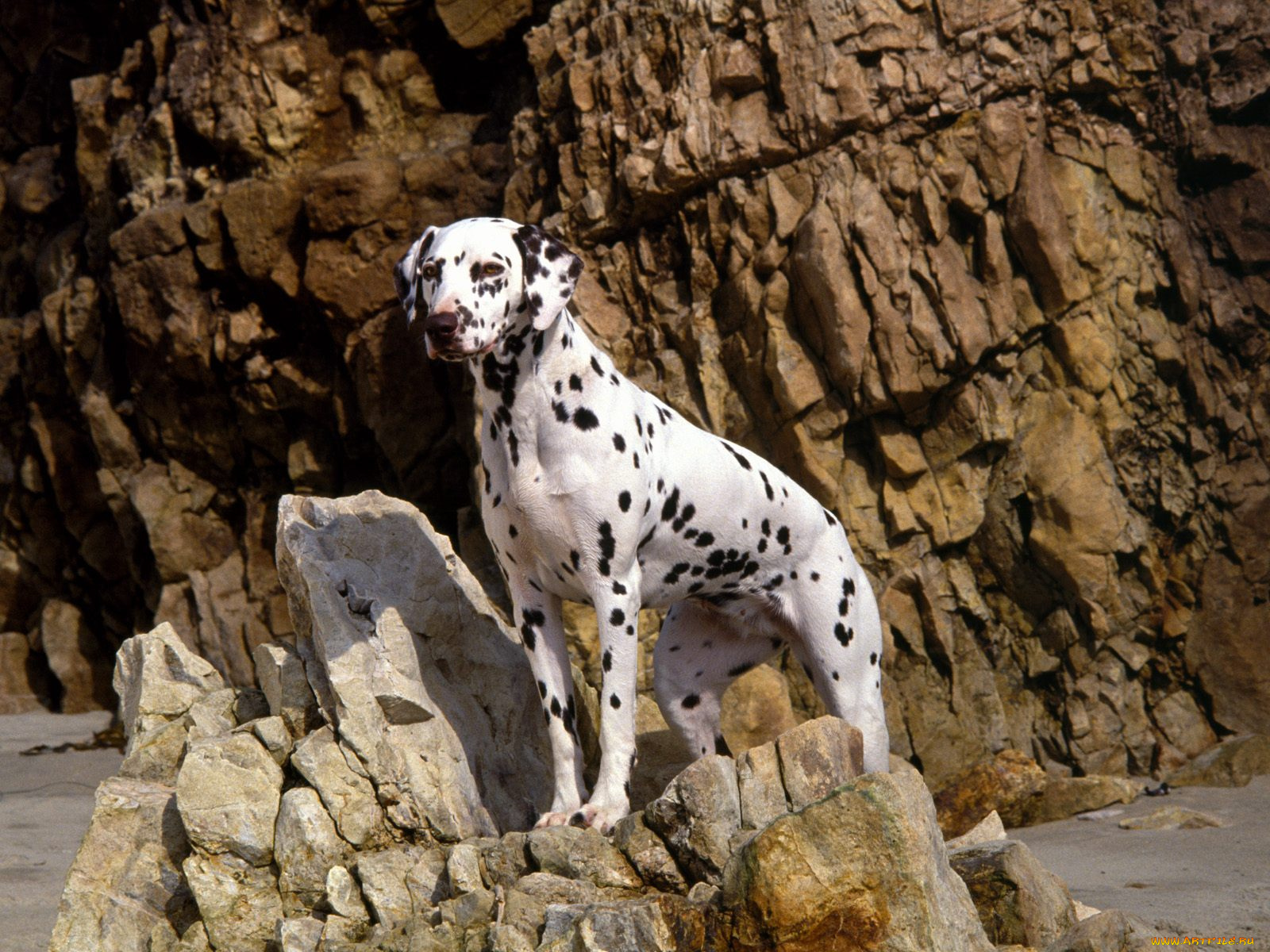 dalmatian, on, rocky, beach, животные, собаки