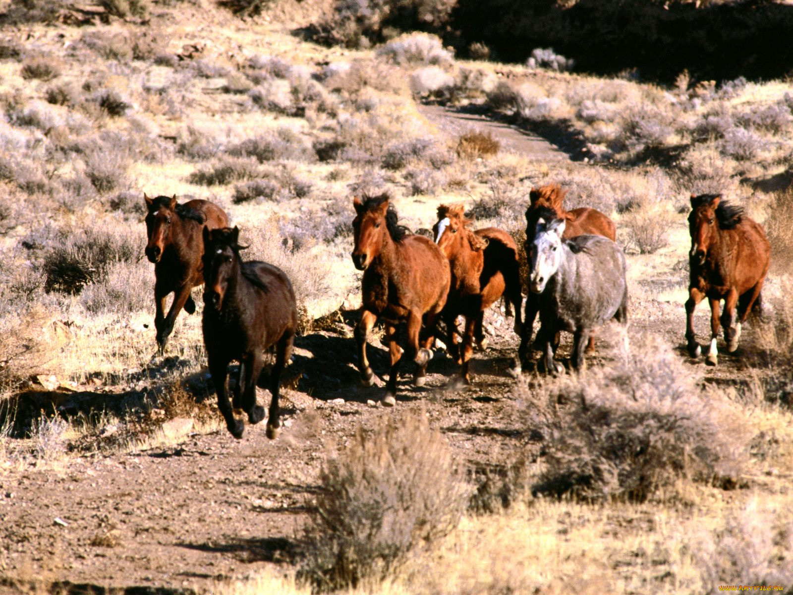 wild, mustangs, животные, лошади