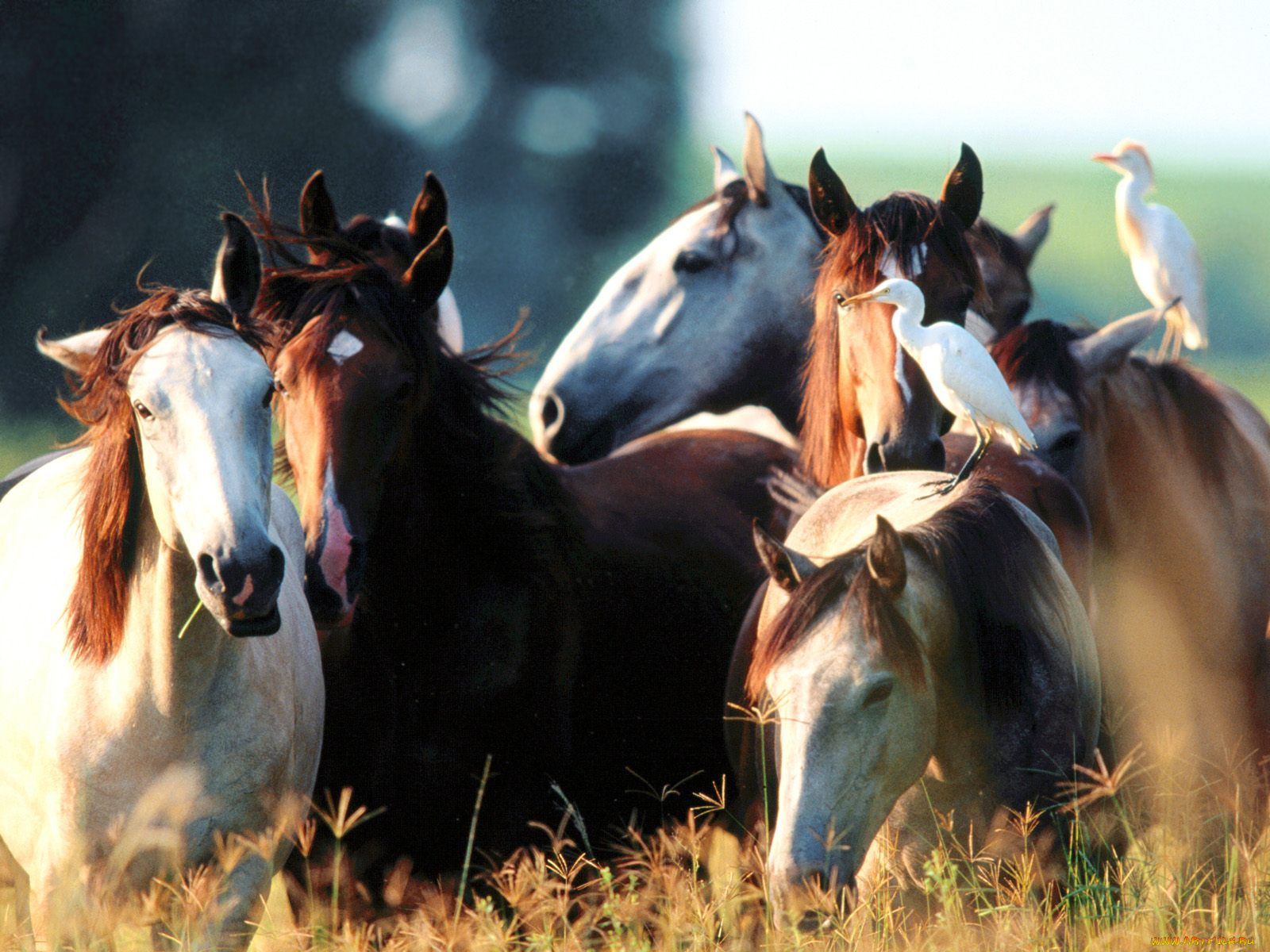 youngstock, lusitano, животные, лошади