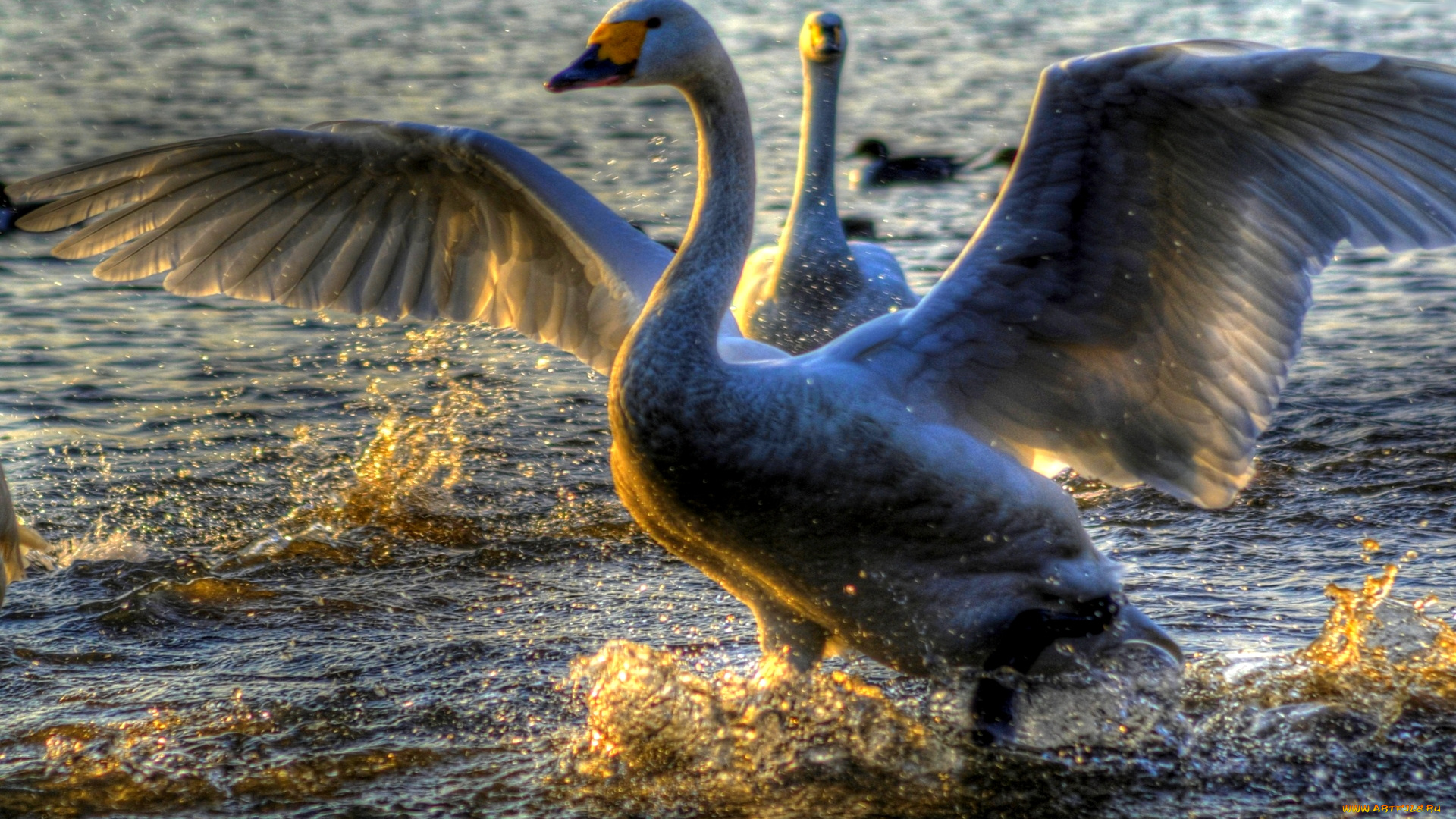 graceful, swans, животные, лебеди, крылья, вода