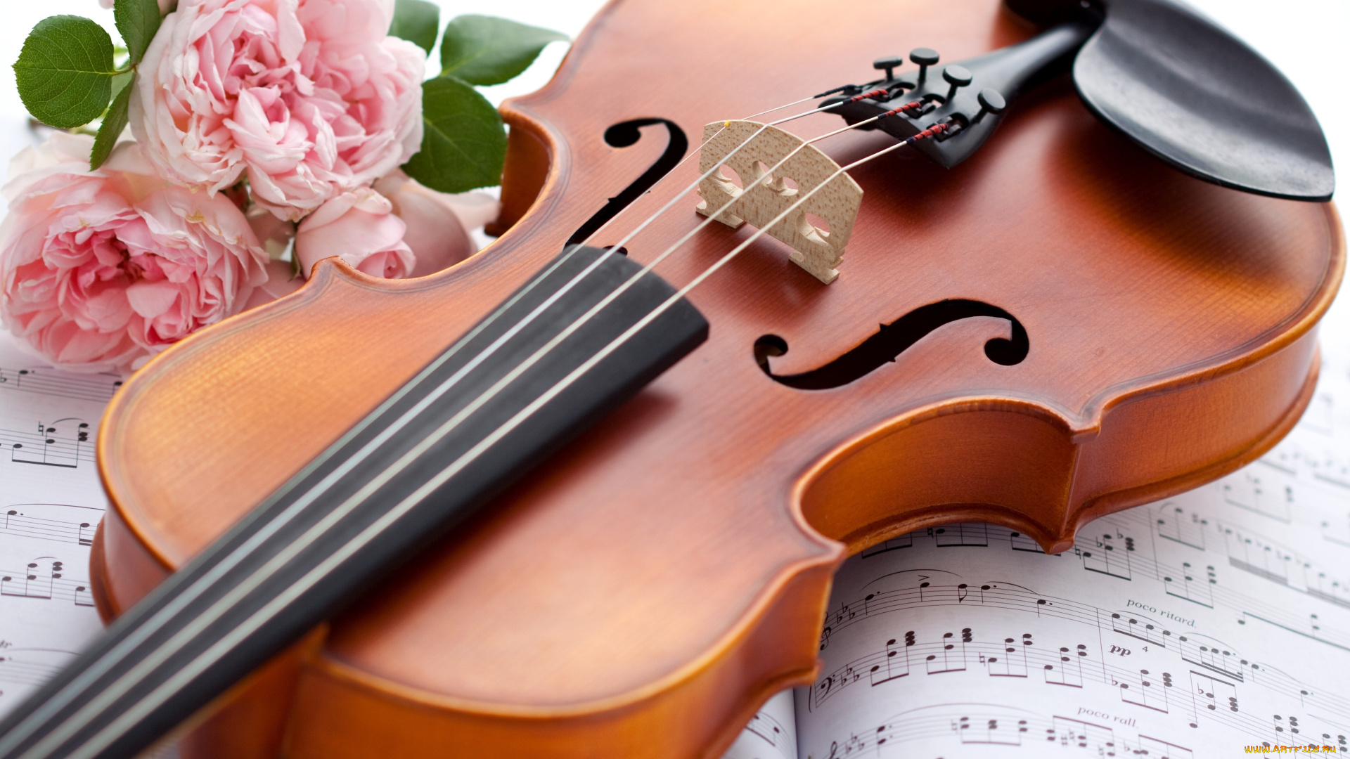 музыка, музыкальные, инструменты, ноты, скрипка, розы