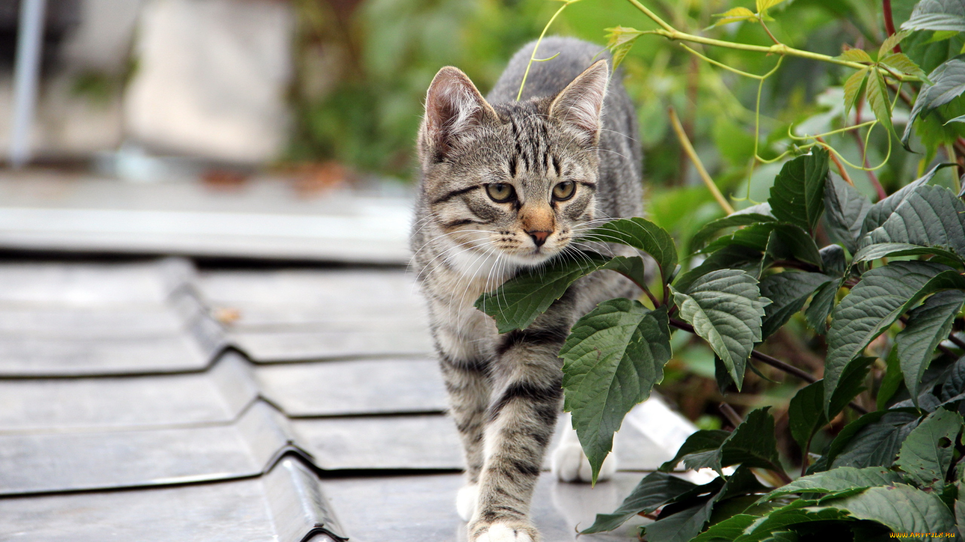 животные, коты, крыша, листья