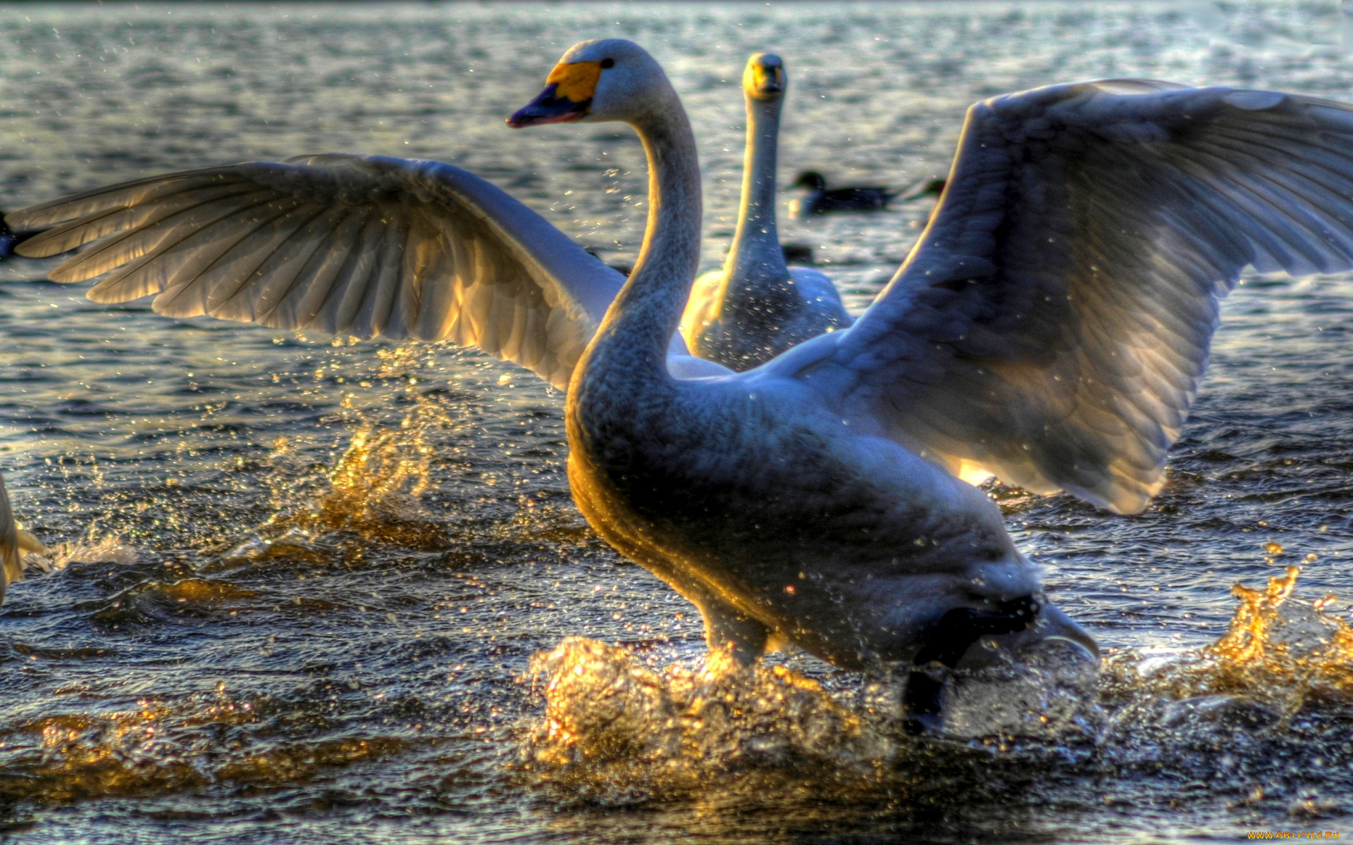 graceful, swans, животные, лебеди, крылья, вода