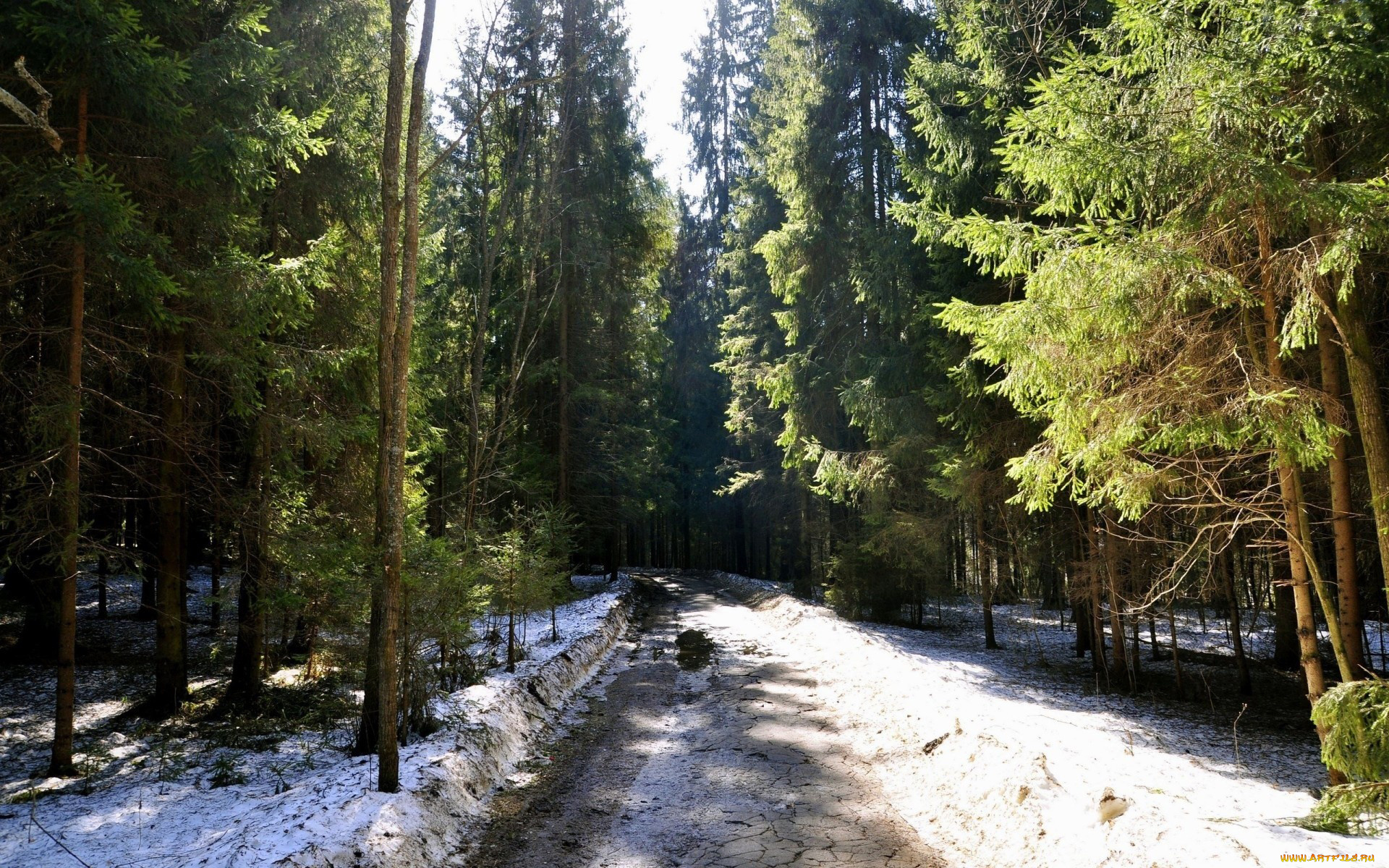 природа, дороги, сугробы, дорога, лес, зима