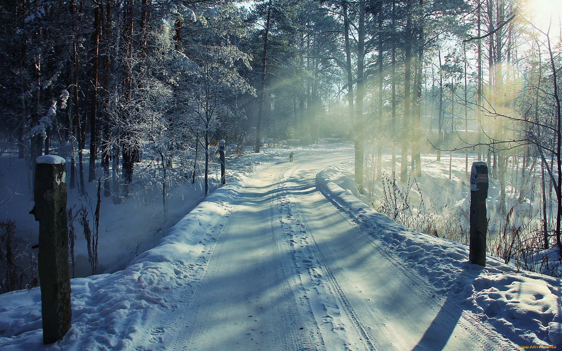природа, зима, снег, дорога, собака, столбы