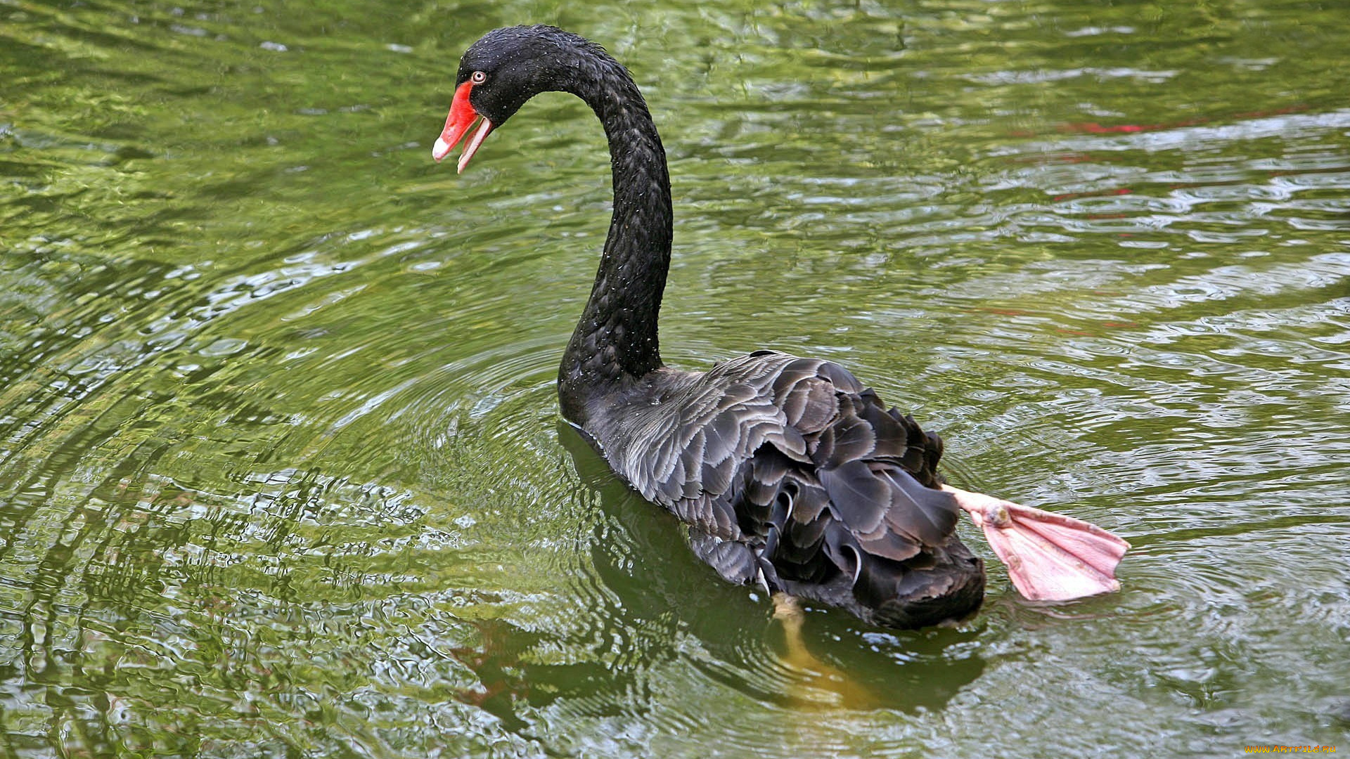 black, swan, животные, лебеди, черный, лебедь