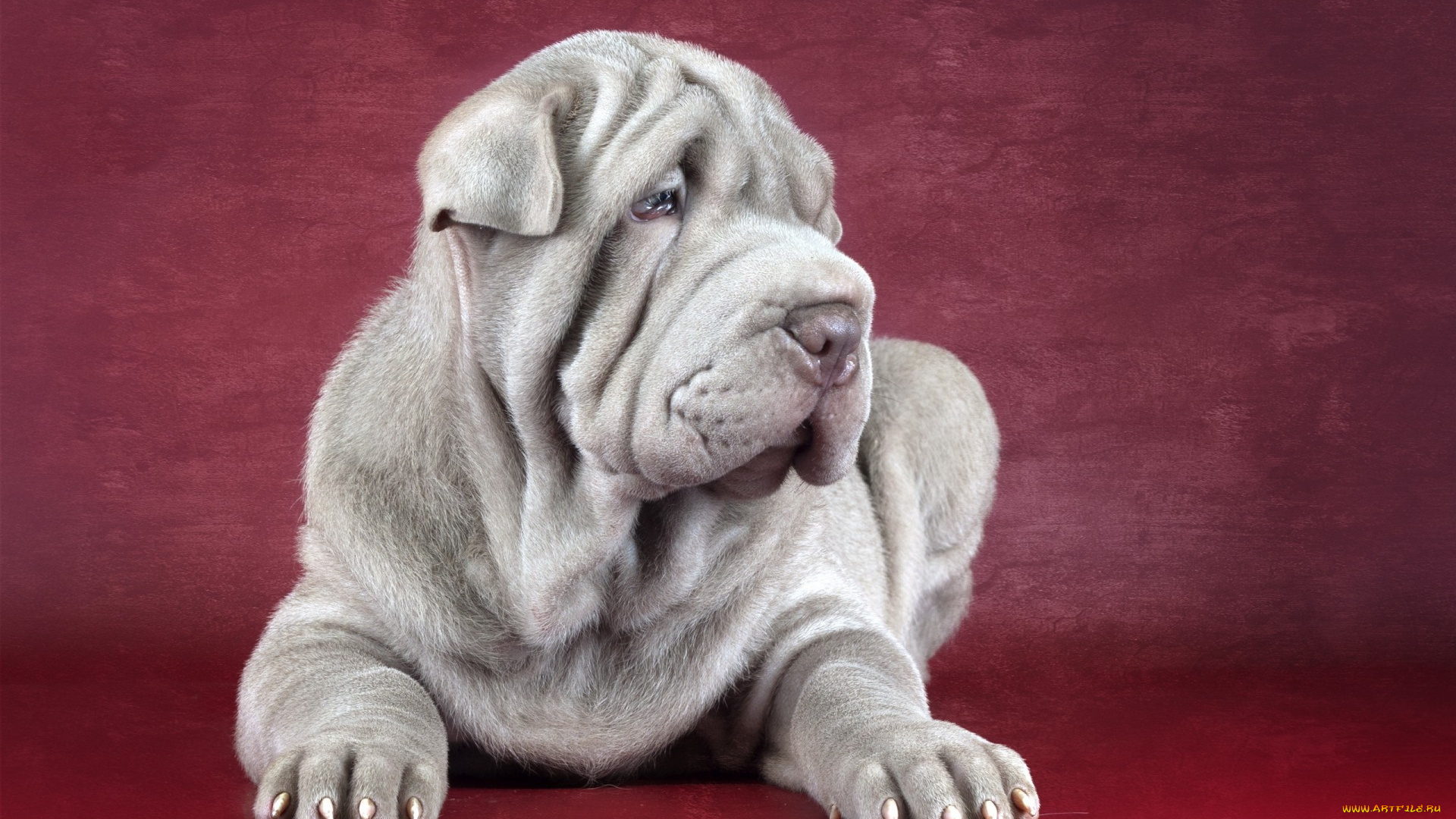 животные, собаки, shar, pei