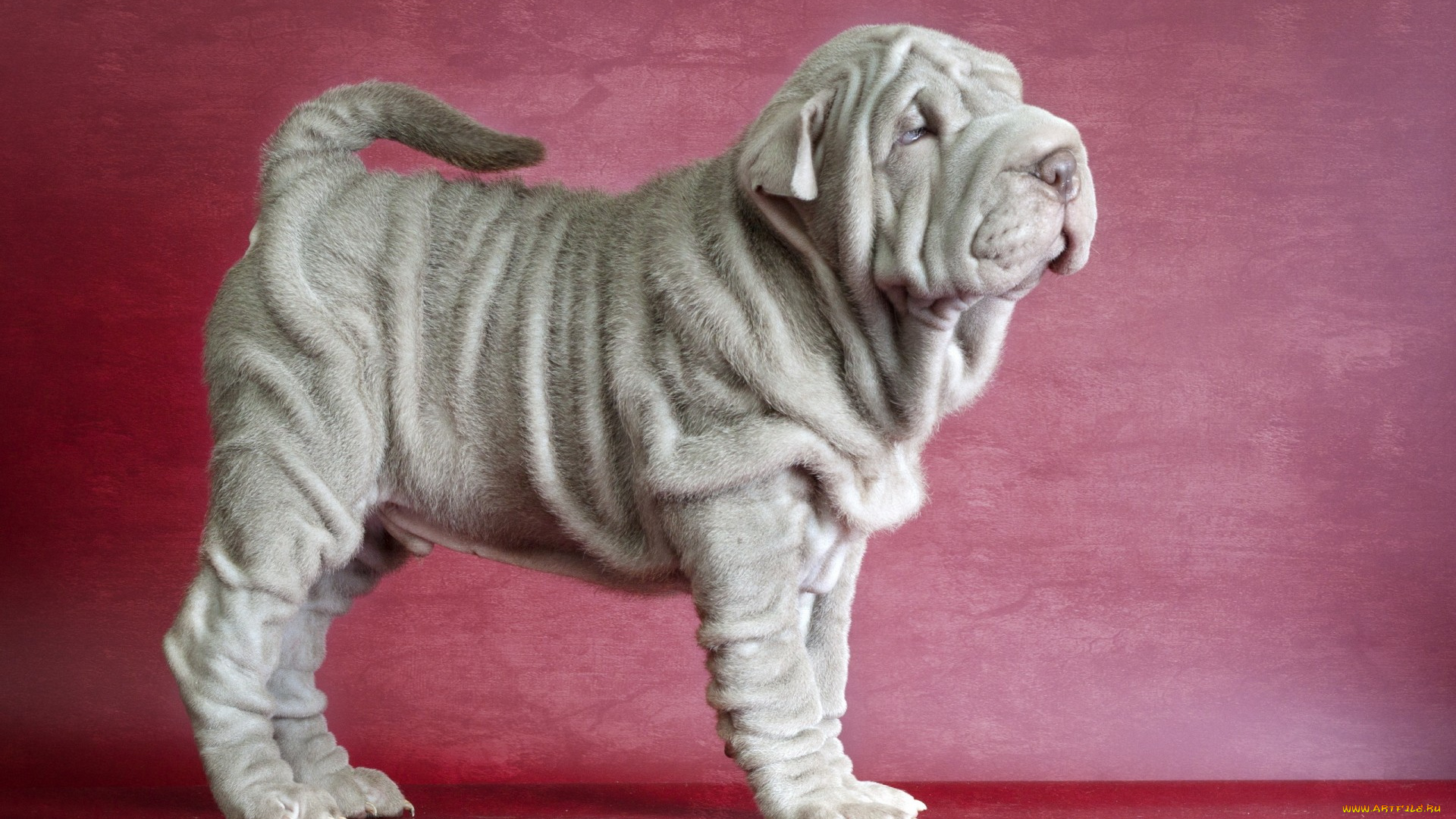 животные, собаки, shar, pei