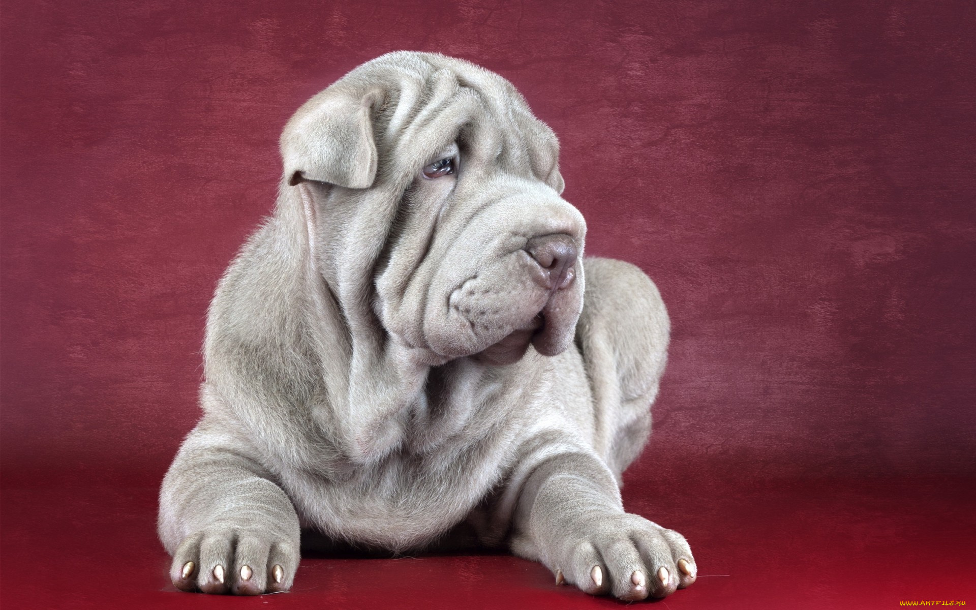 животные, собаки, shar, pei