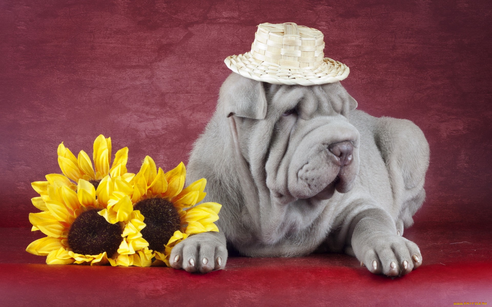 животные, собаки, shar, pei