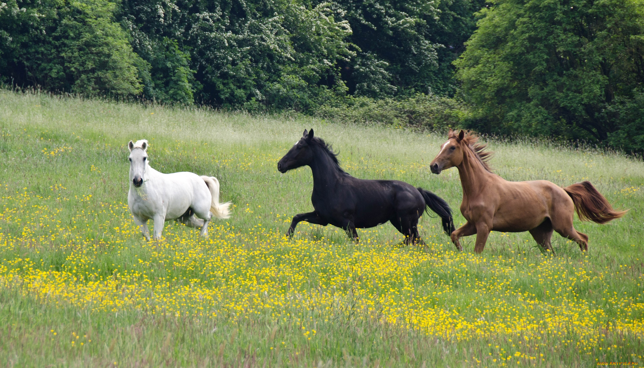 животные, лошади, трио, гнедой, вороной, белый