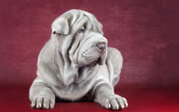 Картинка животные собаки shar pei