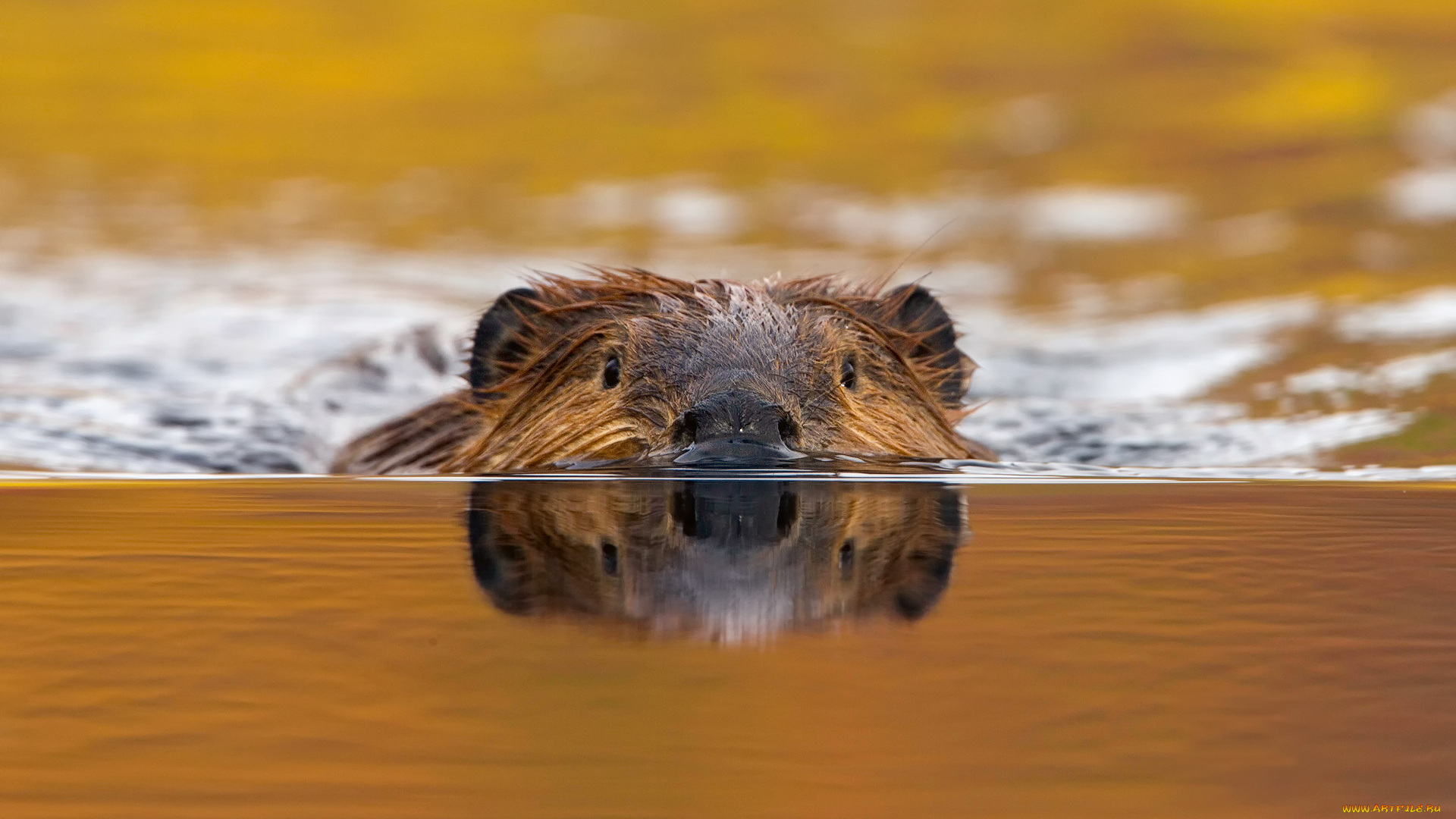 животные, бобры, канадский, бобр, castor, canadensis, грызун, река, вода