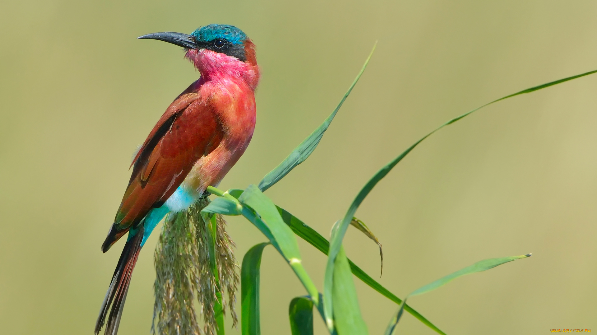 животные, щурки, , пчелоеды, formerly, carmine, bee-eater, southern, пчелоедка, щурка, птица, merops, nubicoides