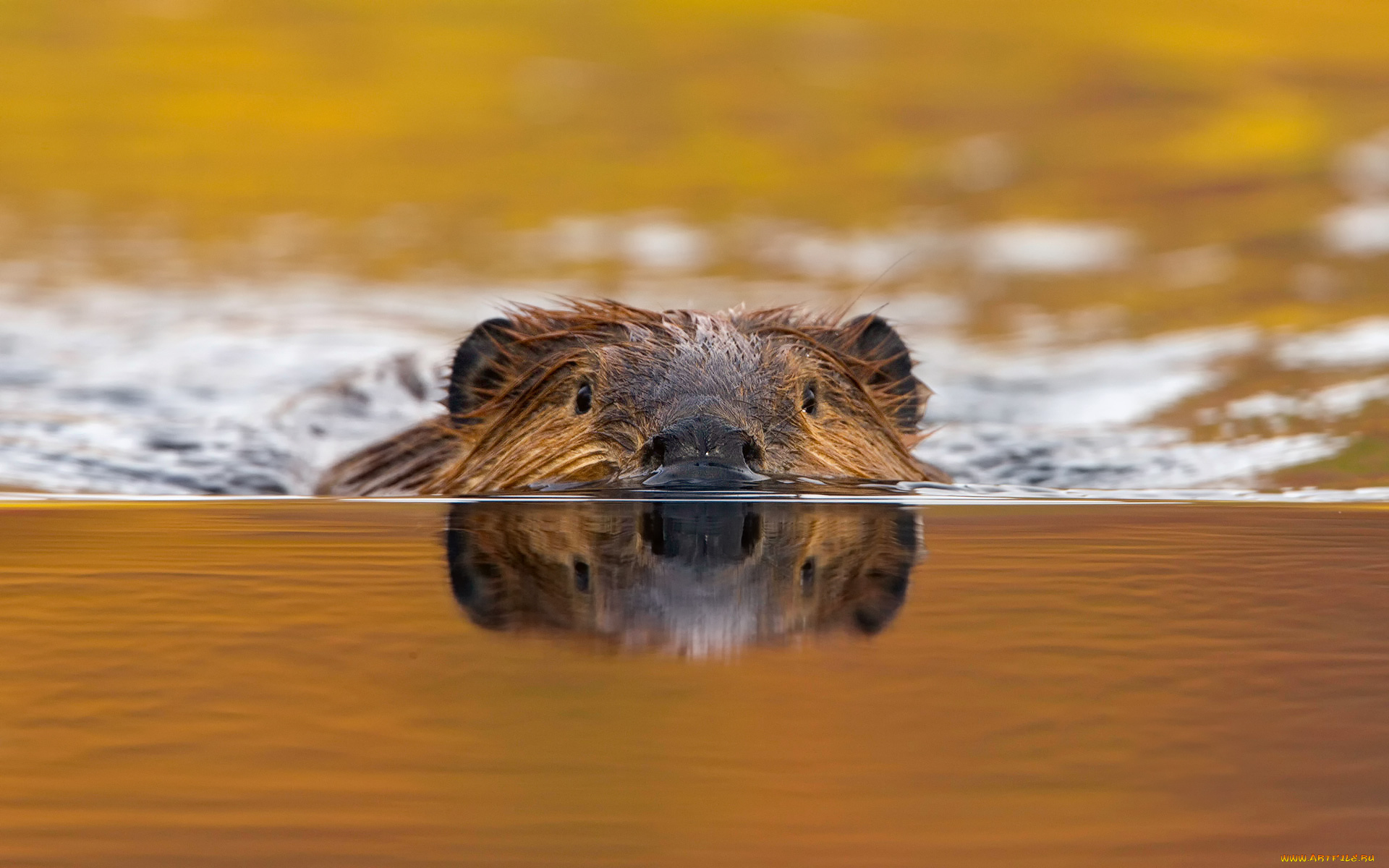 животные, бобры, канадский, бобр, castor, canadensis, грызун, река, вода