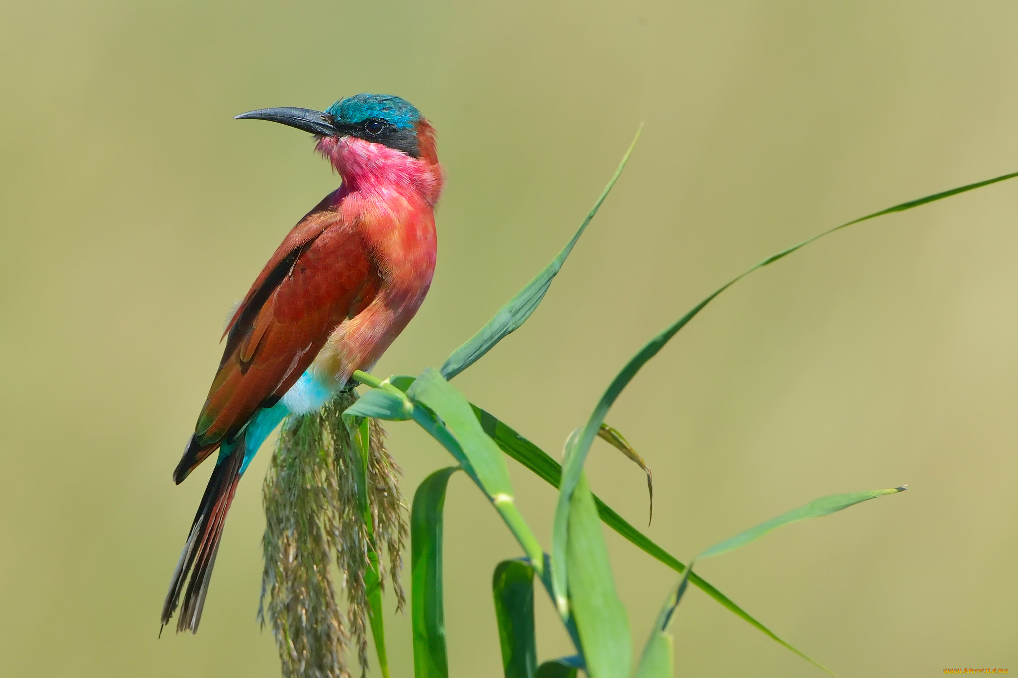 животные, щурки, , пчелоеды, formerly, carmine, bee-eater, southern, пчелоедка, щурка, птица, merops, nubicoides