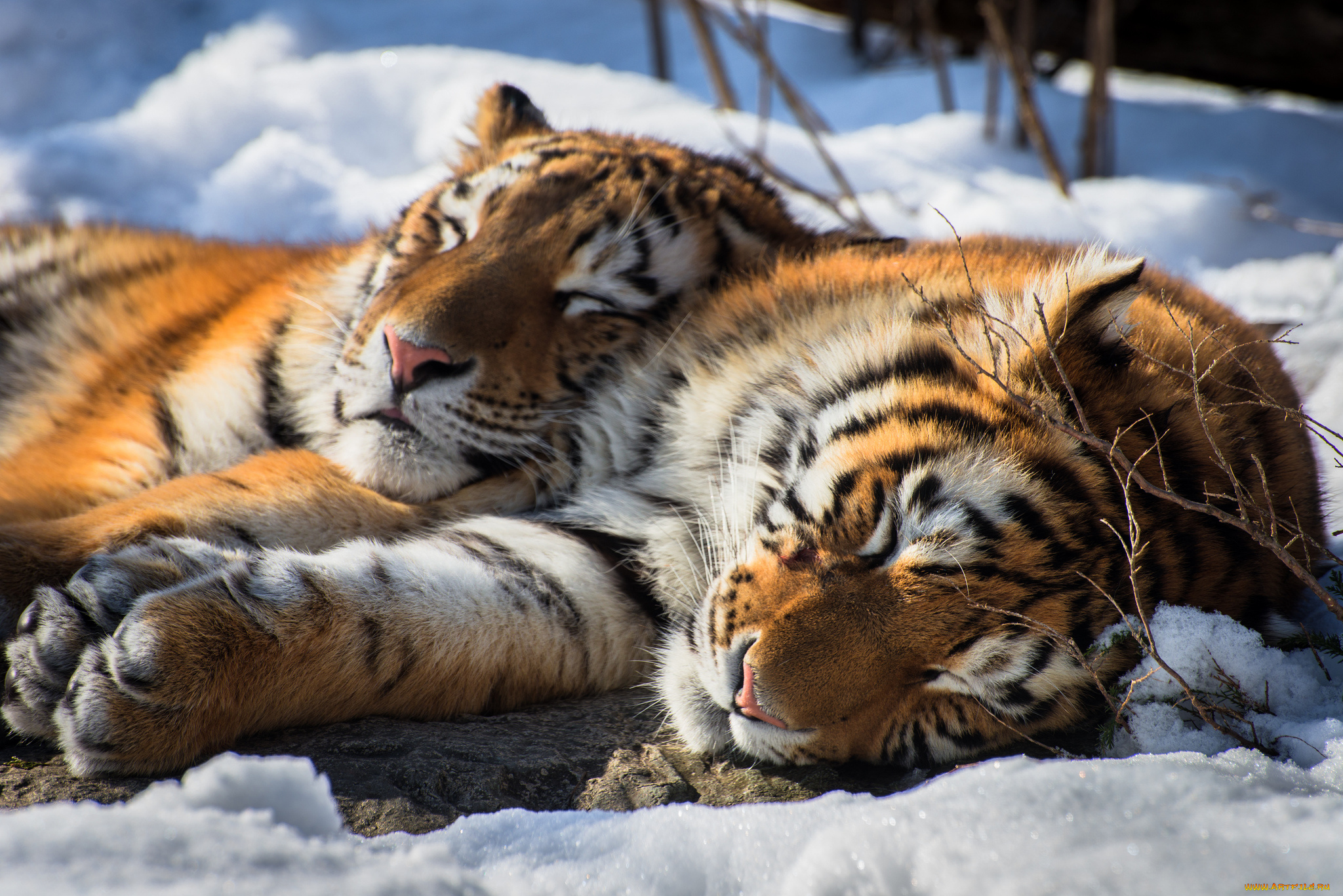 животные, тигры, отдых