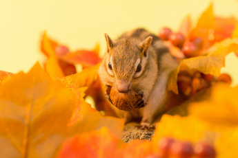 Картинка животные бурундуки веточка листья осень ягоды бурундук орех зимний припас