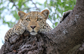 Картинка животные леопарды отдых взгляд леопард дерево
