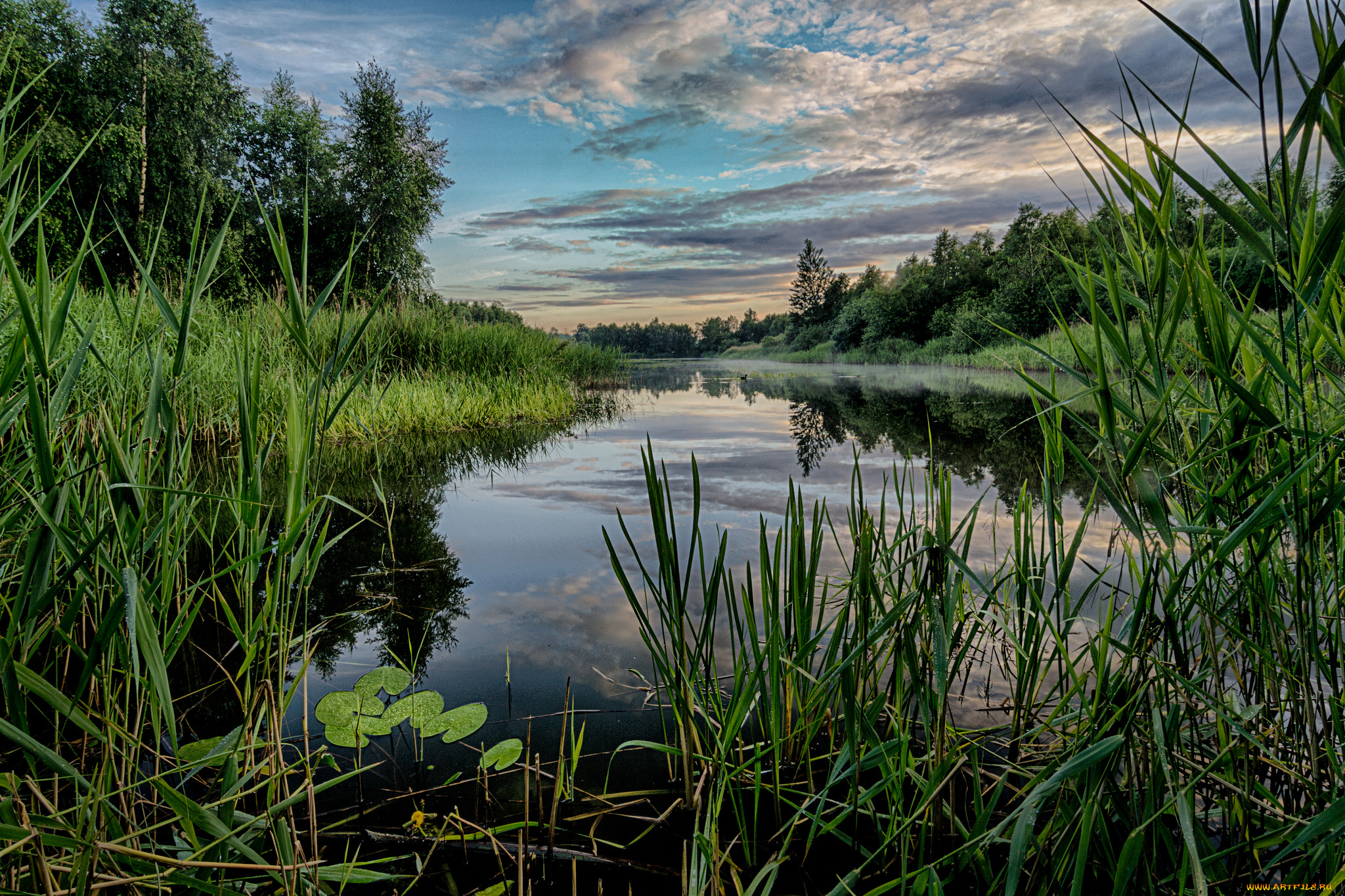 природа, реки, озера, река, лес