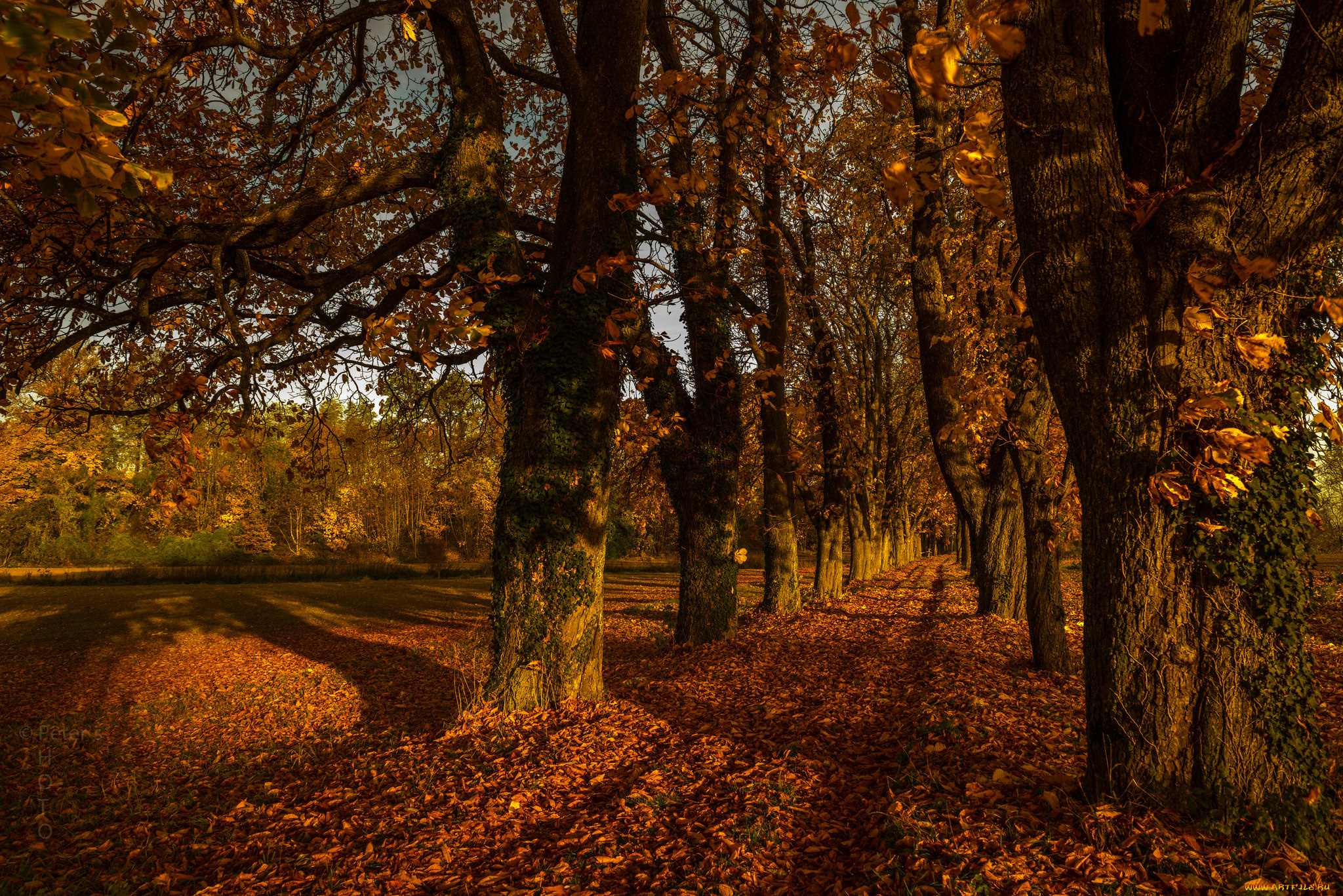 природа листья деревья осень рельсы nature leaves trees autumn rails бесплатно