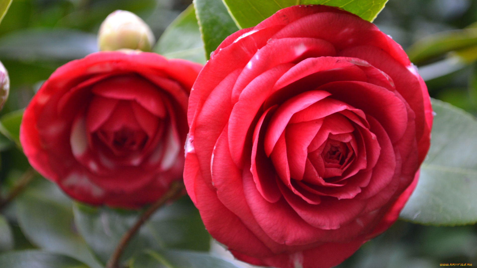 цветы, камелии, bud, flowering, shrubs, leaf, camellia, кустарник, цветение, бутон, листья, камелия