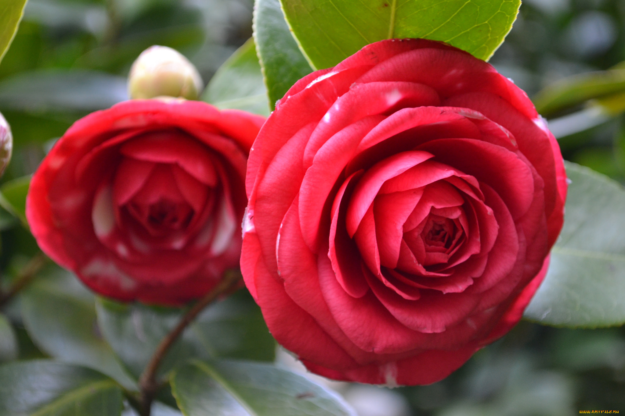 цветы, камелии, bud, flowering, shrubs, leaf, camellia, кустарник, цветение, бутон, листья, камелия