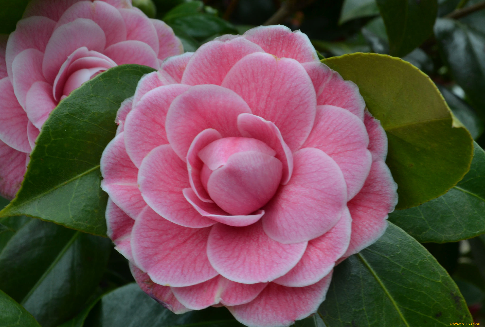 цветы, камелии, leaf, bud, shrubs, flowering, camellia, кустарник, цветение, бутон, листья, камелия