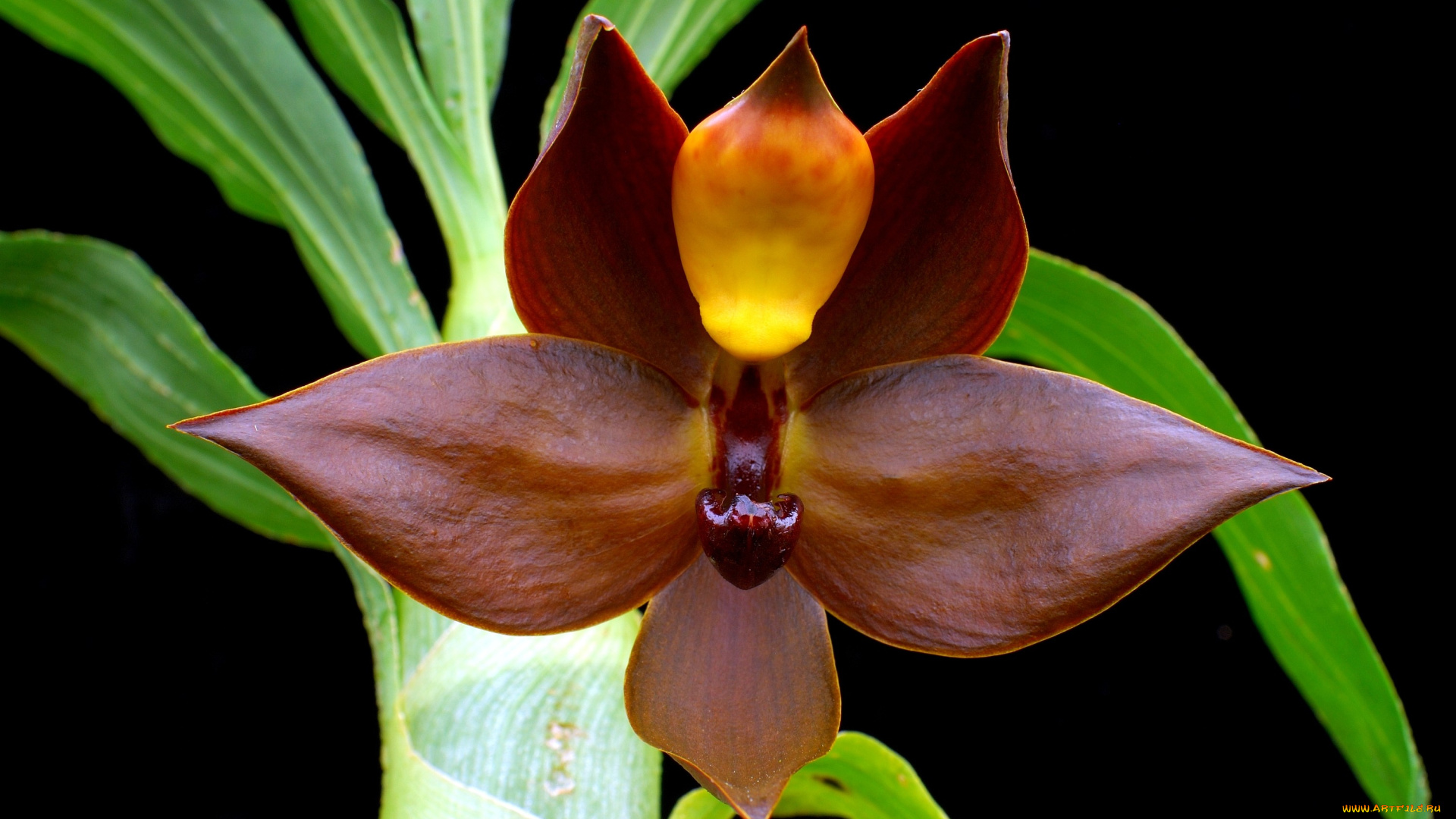 цветы, орхидеи, экзотика, коричневый