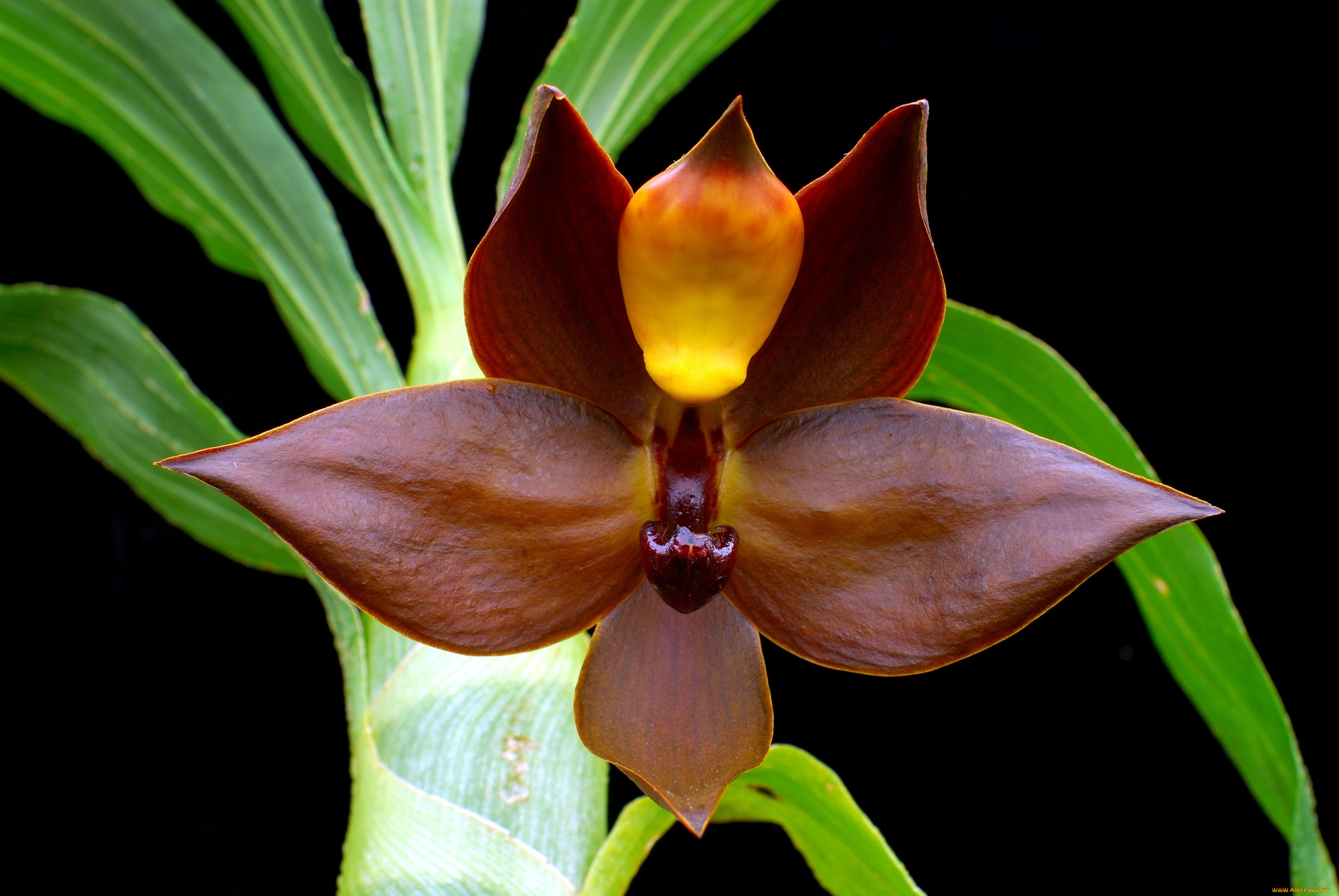 цветы, орхидеи, экзотика, коричневый