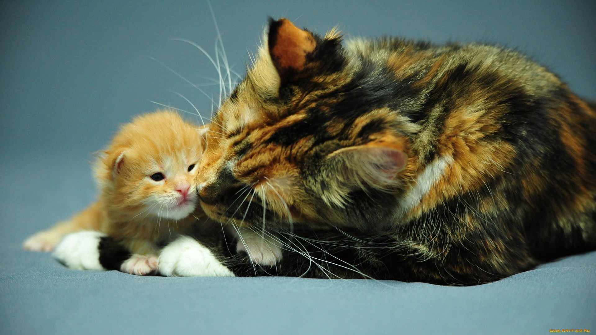 little, ginger, cat, mother, животные, коты, кошка, мама, котенок