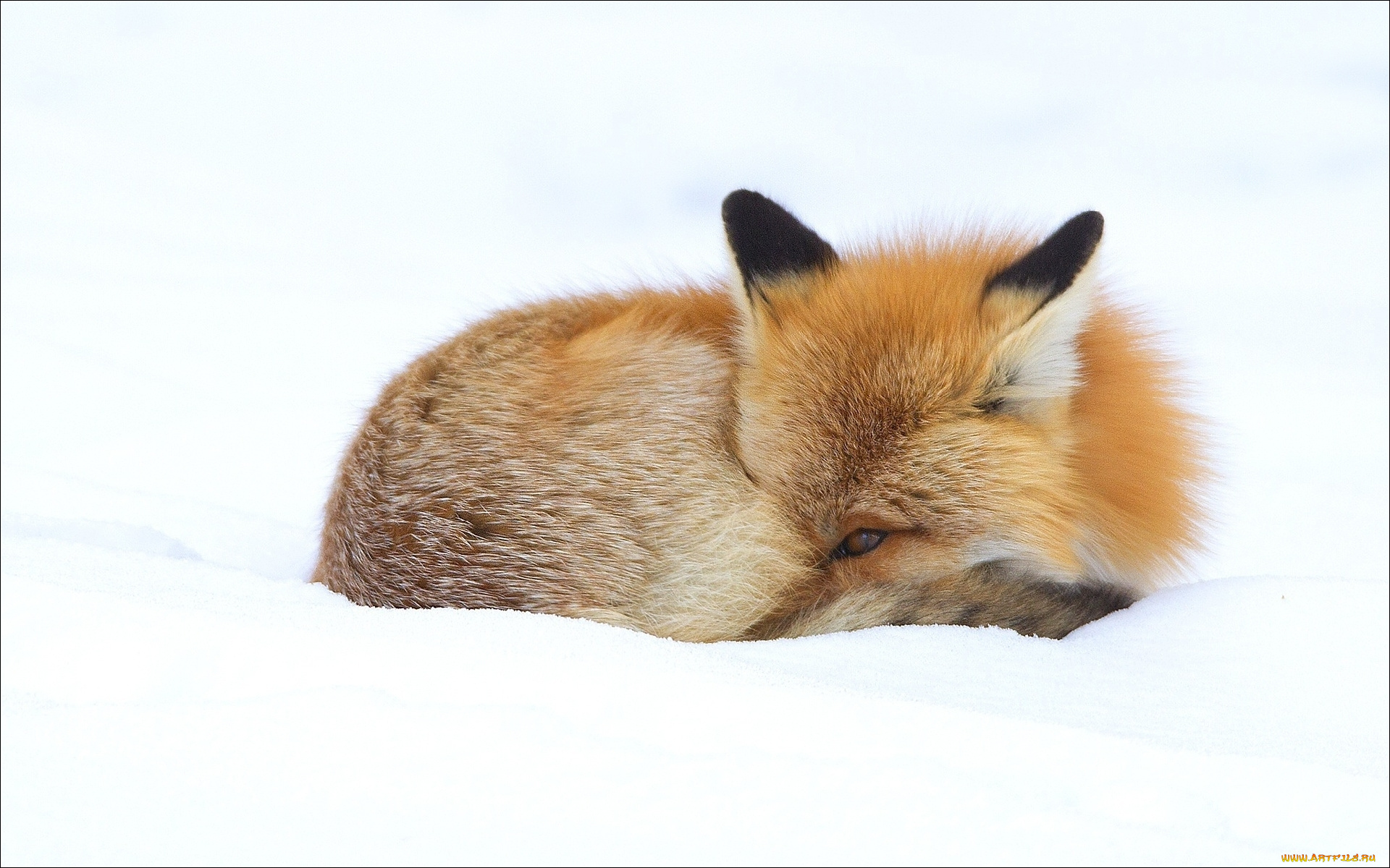 животные, лисы, fox, зима, animals, лиса, winter