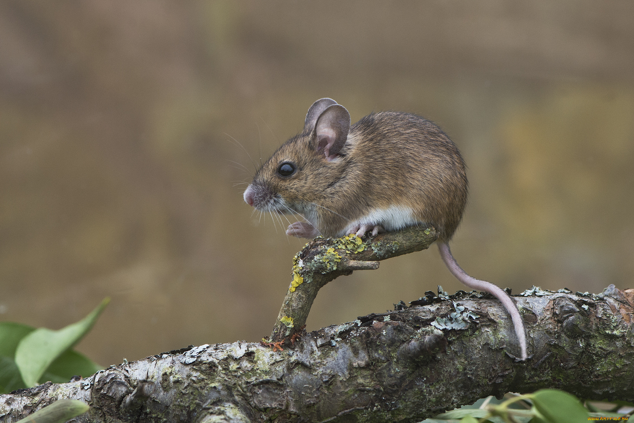 Лесная мышь. Apodemus sylvaticus. Мышь Лесная полевка. Желтогорлая Лесная мышь. Болотная сумчатая мышь.