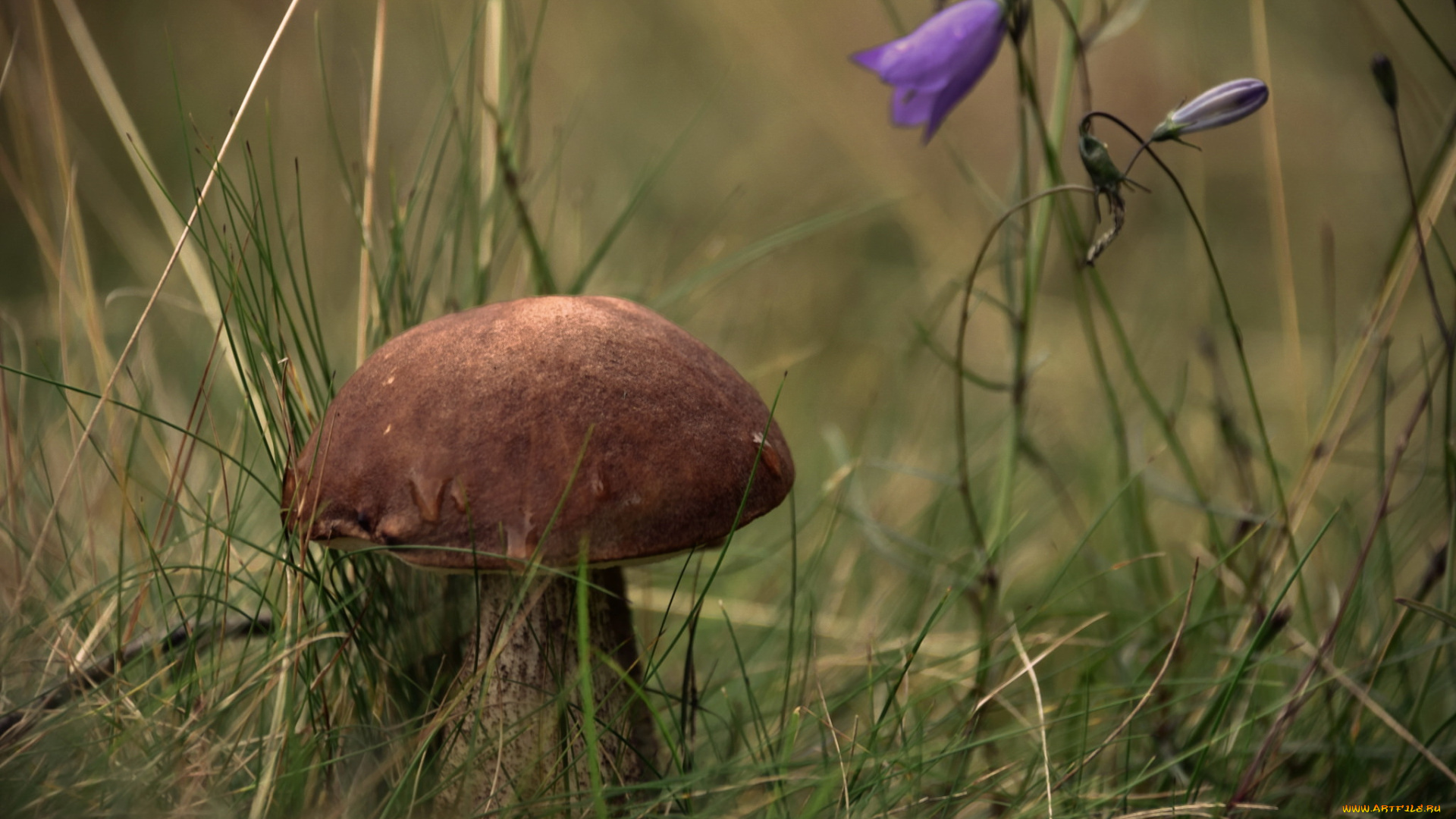 природа, грибы, осень, гриб