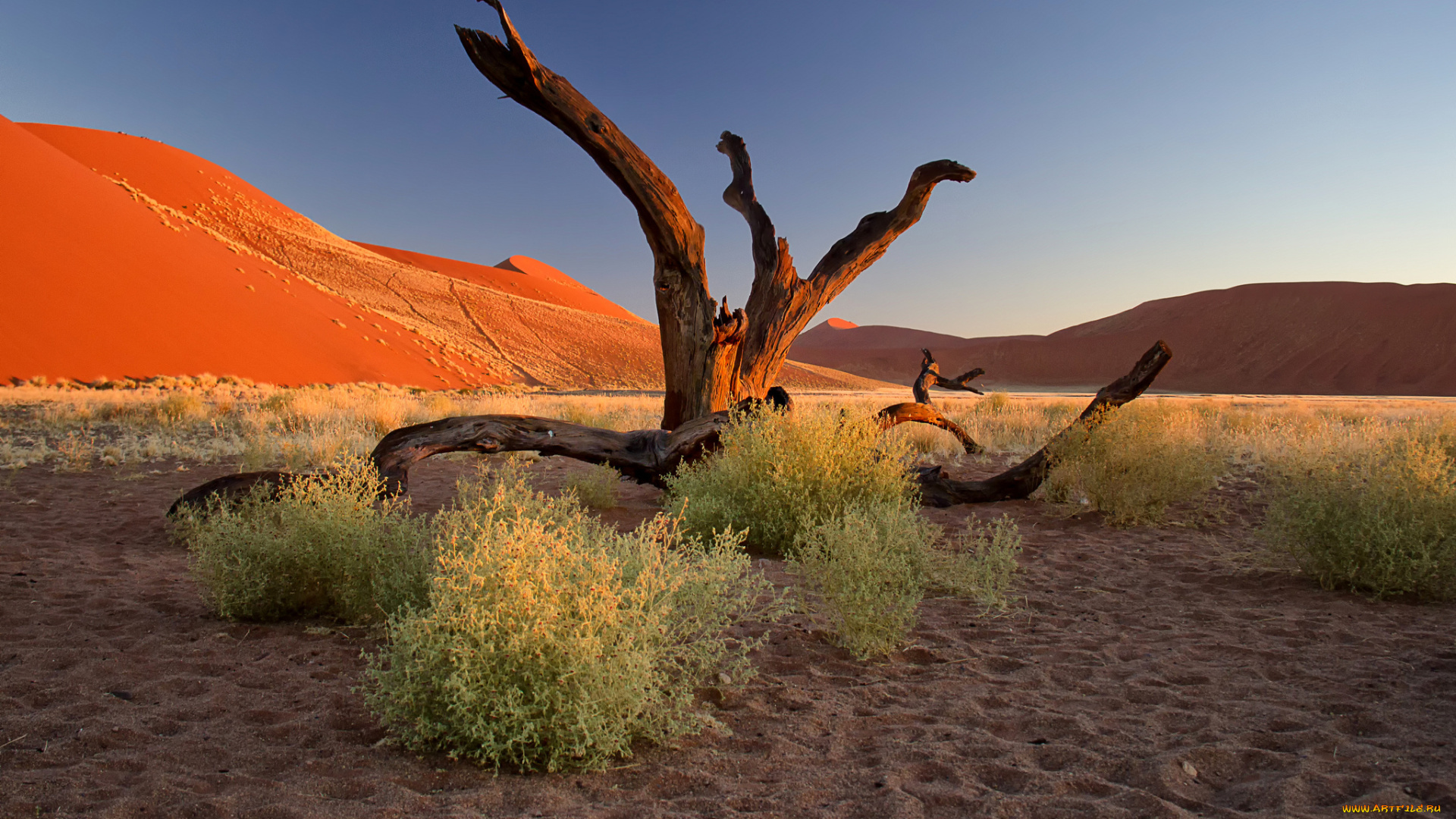 природа, пустыни, намибия, африка, пустыня, намиб, закат, кусты, бархан, песок, дерево