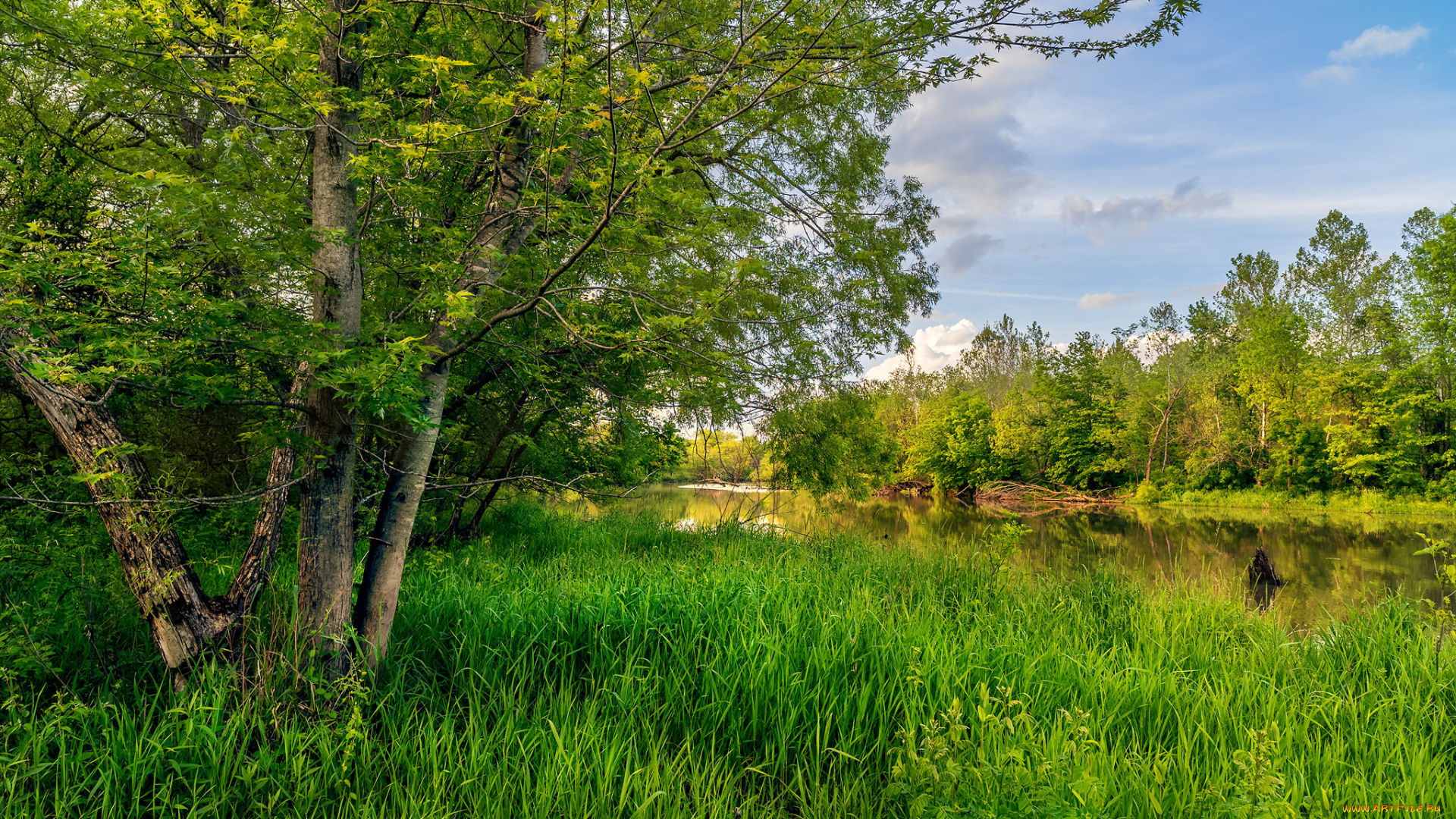 природа, реки, озера, река, лес