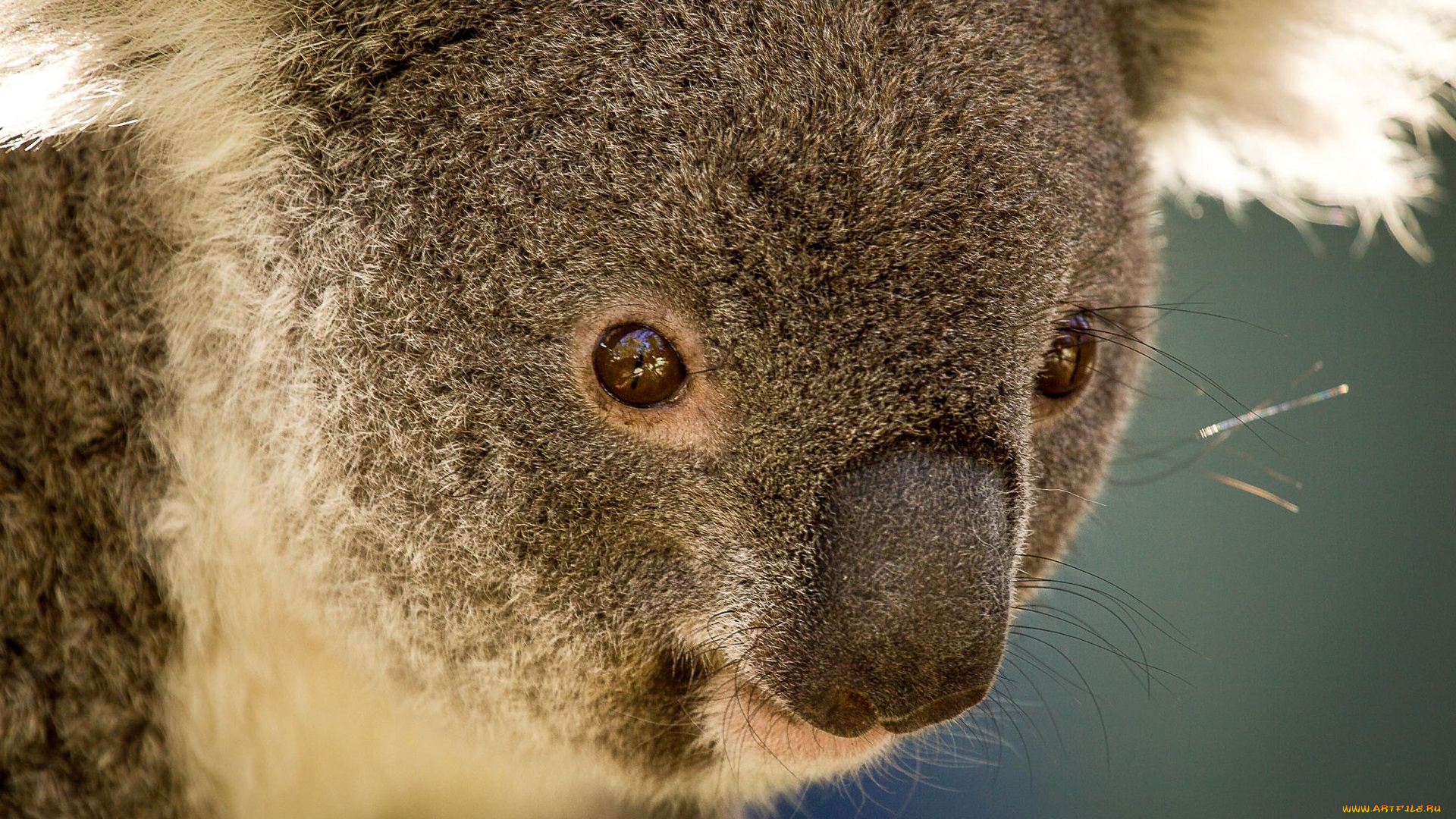 животные, коалы, австралия, сумчатое, травоядное, коала