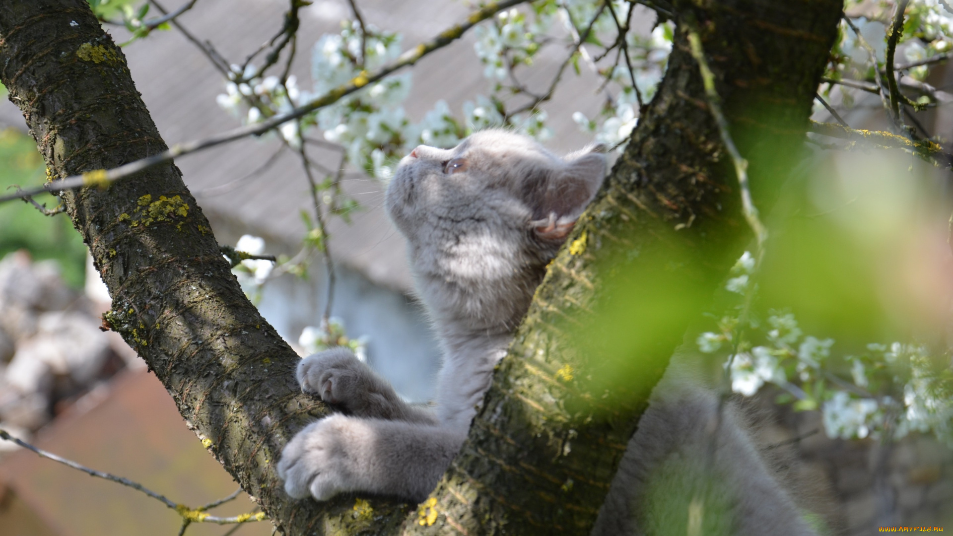 животные, коты, кот, дерево, шотландец, любопытство, весна