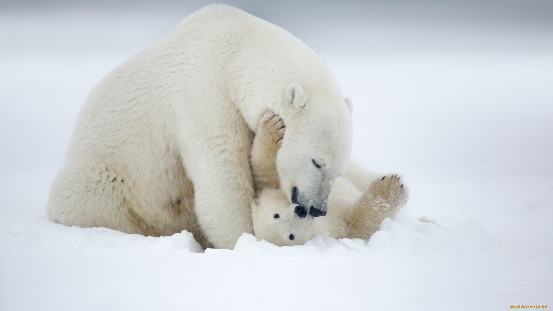 животные, медведи, белые, arctic, alaska, polar, bear